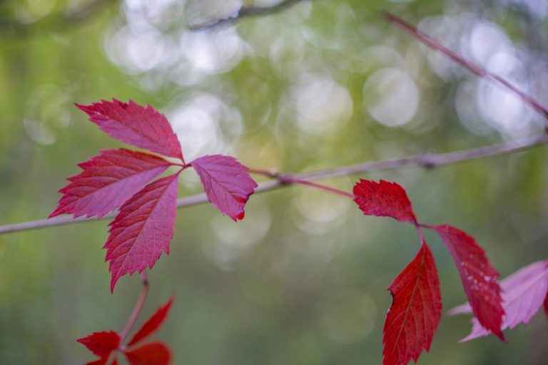 sony-fe-sonnar-55mm-f18-test-2025