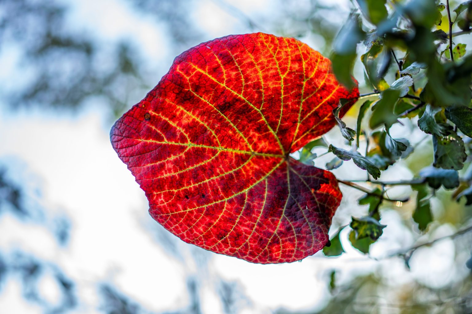 Batch Sony Sonnar55mm F1.8 ZA Dsc9756 Batch sony sonnar55mm f1.8 za dsc9756