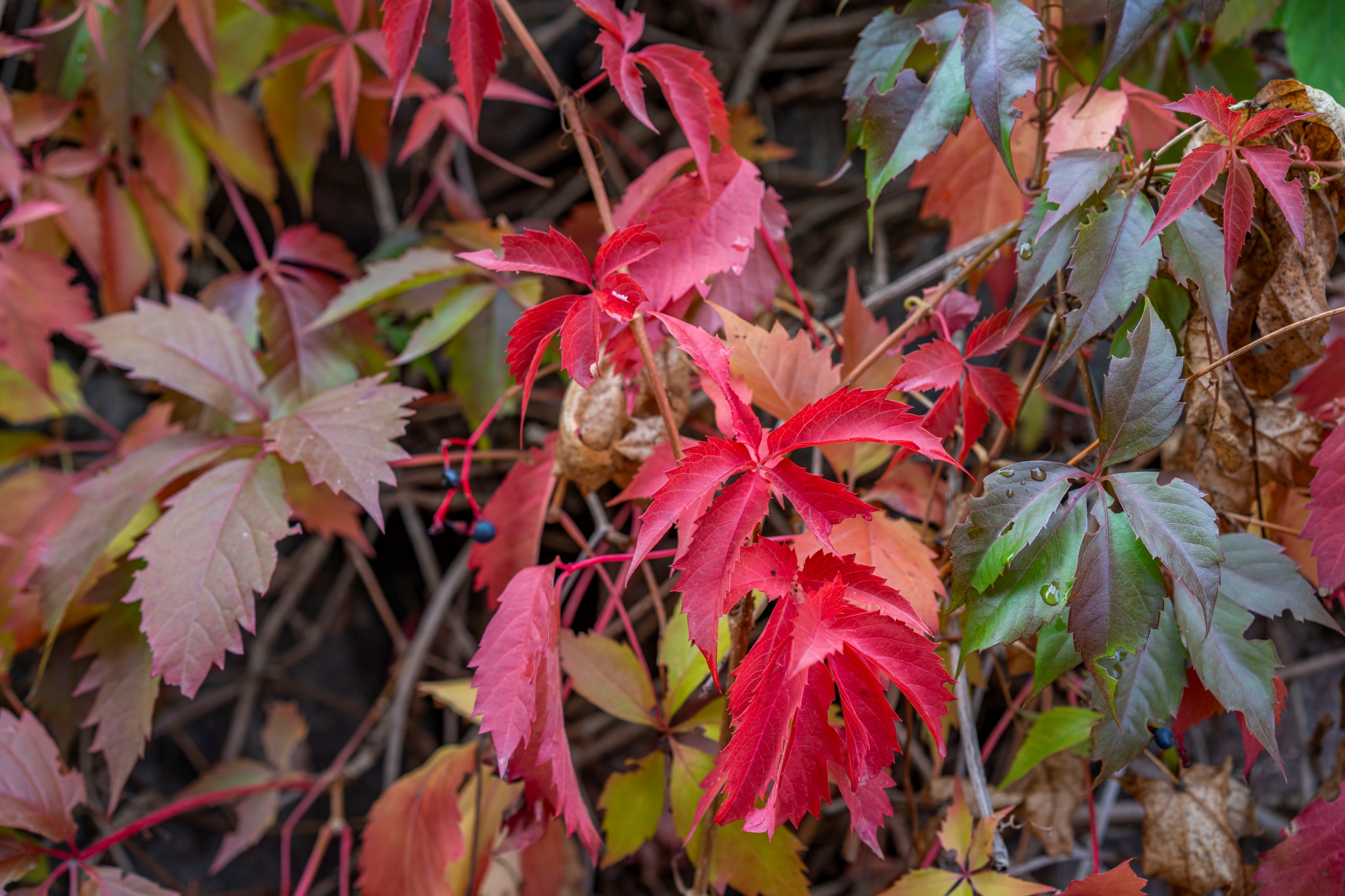 sony-fe-sonnar-55mm-f18-test-2025 10