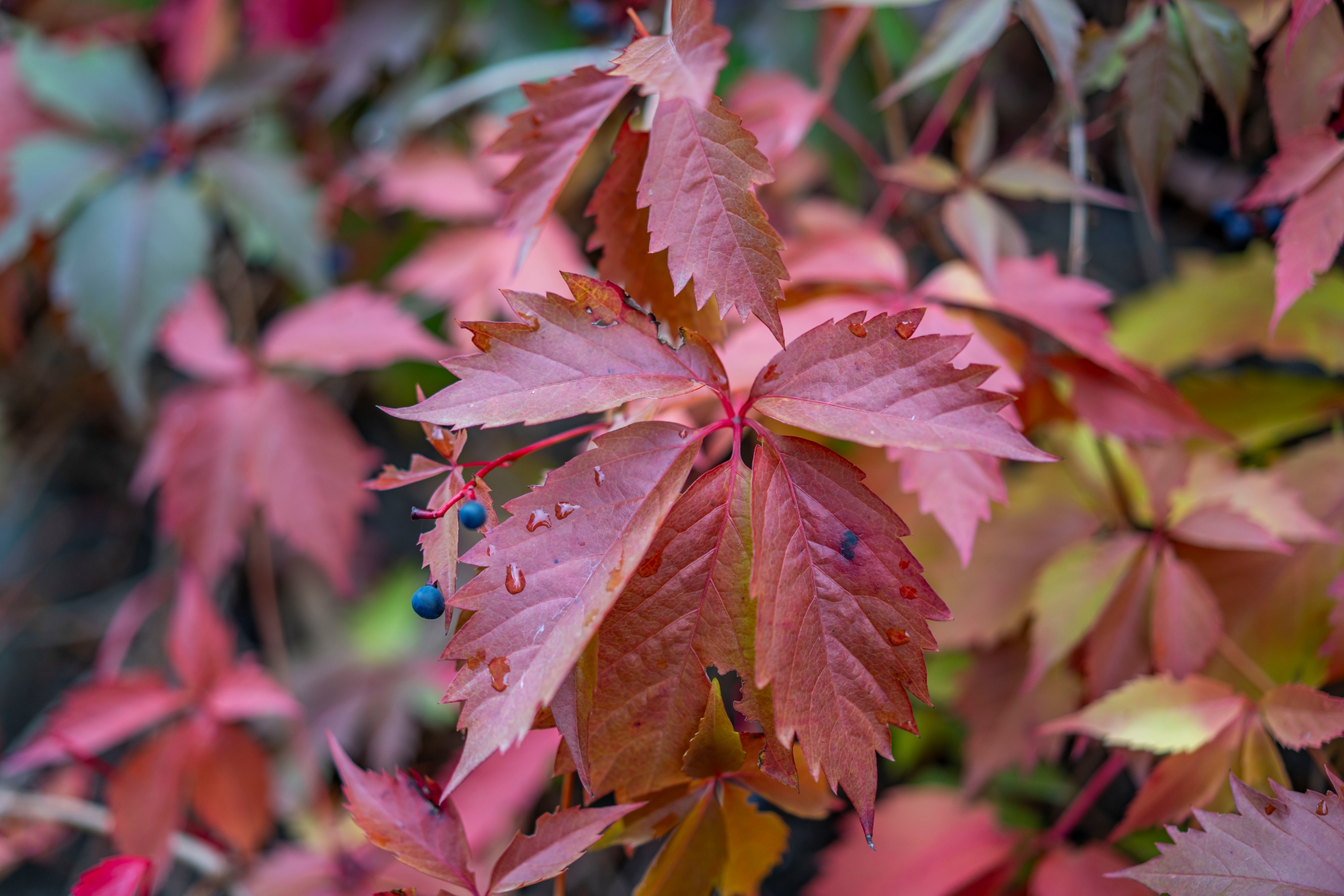 sony-fe-sonnar-55mm-f18-test-2025 7