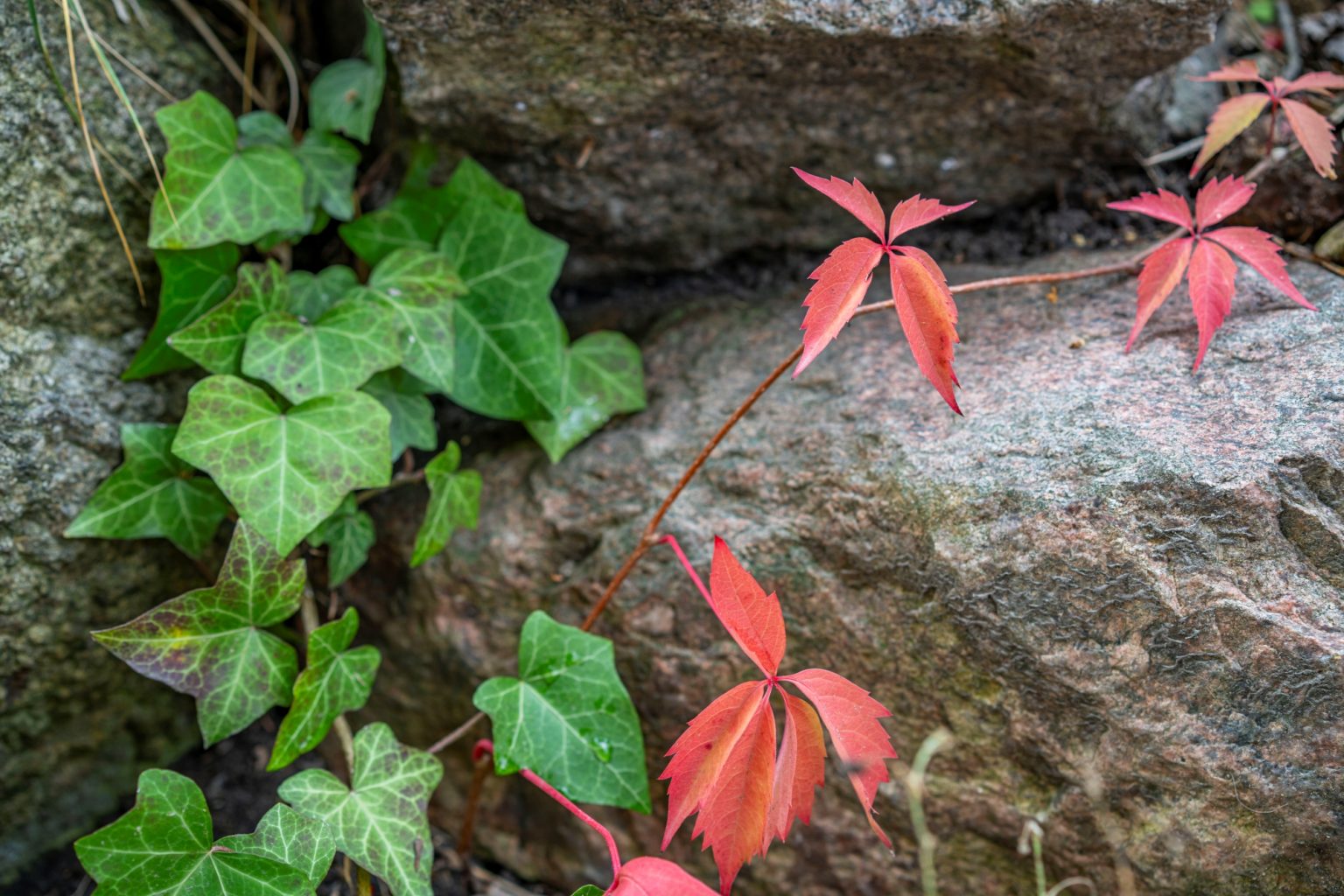 Batch Sony Sonnar55mm F1.8 ZA Dsc9927 Batch sony sonnar55mm f1.8 za dsc9927