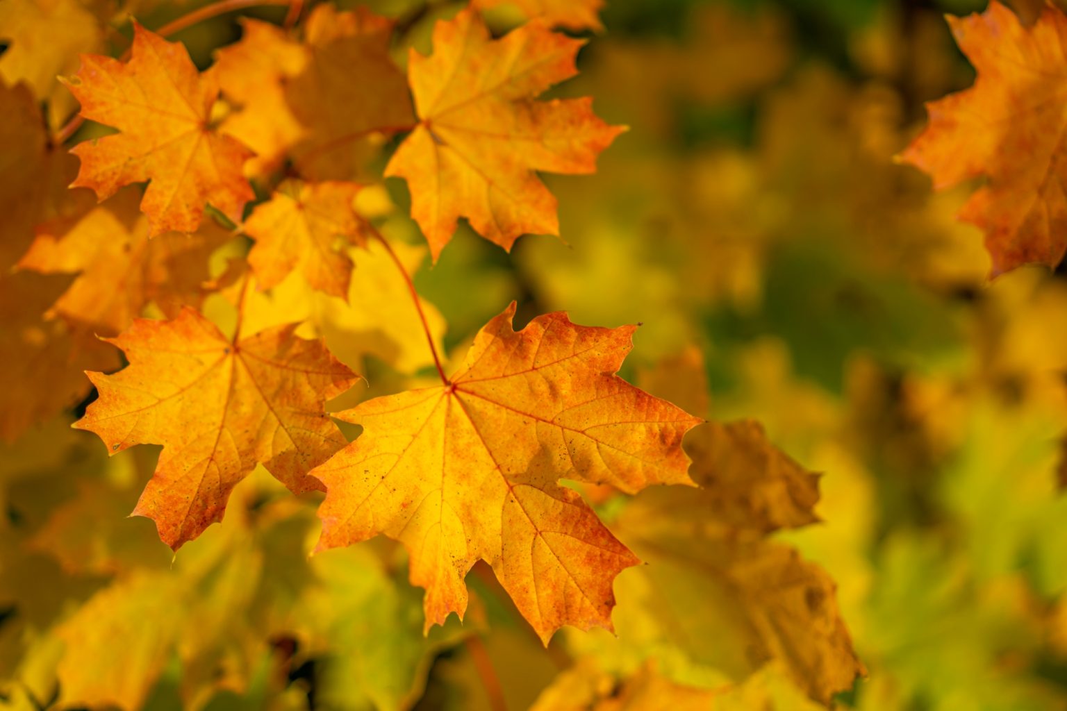 Batch Sony Sonnar55mm F1.8 ZA Dsc9932 Batch sony sonnar55mm f1.8 za dsc9932