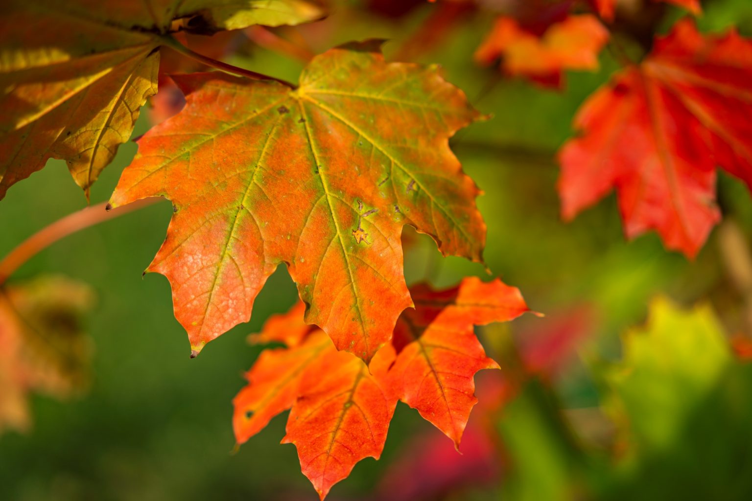 Batch Sony Sonnar55mm F1.8 ZA Dsc9934 Batch sony sonnar55mm f1.8 za dsc9934