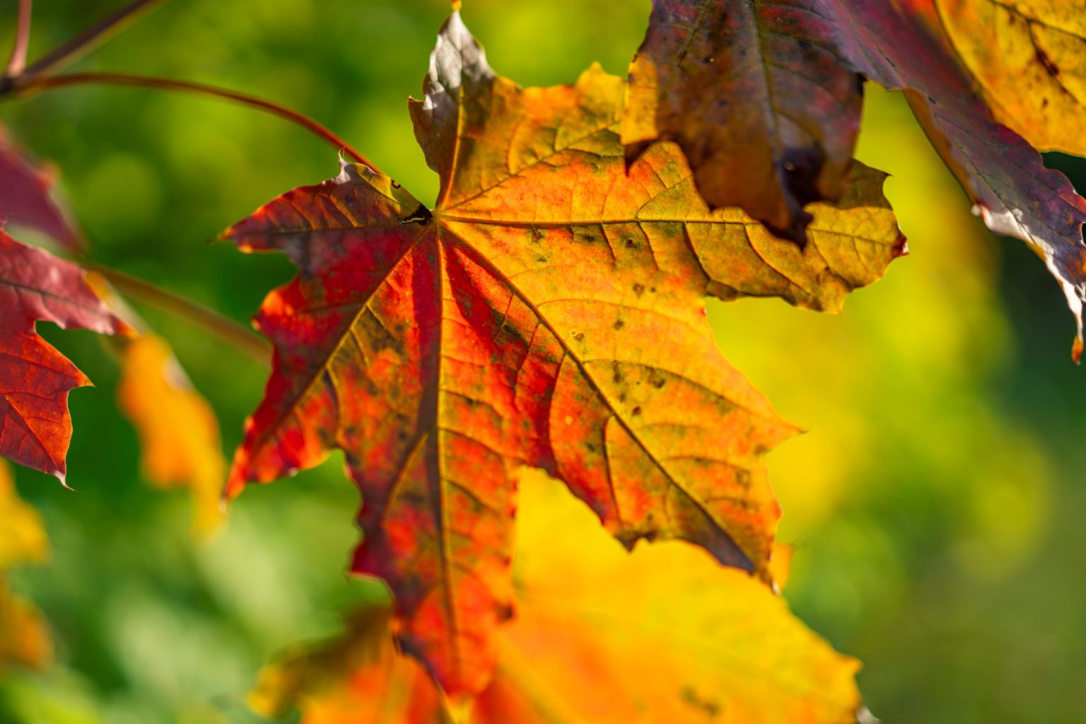 Batch Sony Sonnar55mm F1.8 ZA Dsc9935 Batch sony sonnar55mm f1.8 za dsc9935