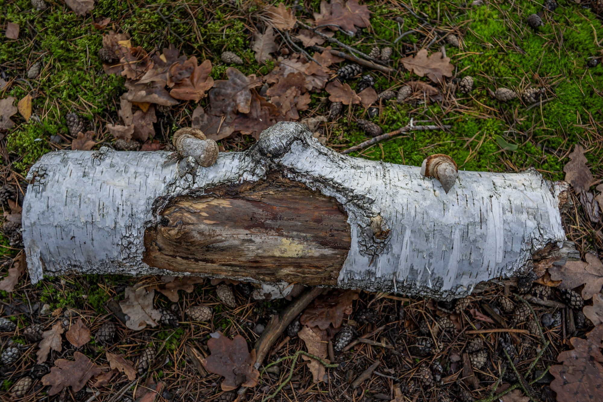 ttartisan-af-23mm-f18-nikon-z9-test 3