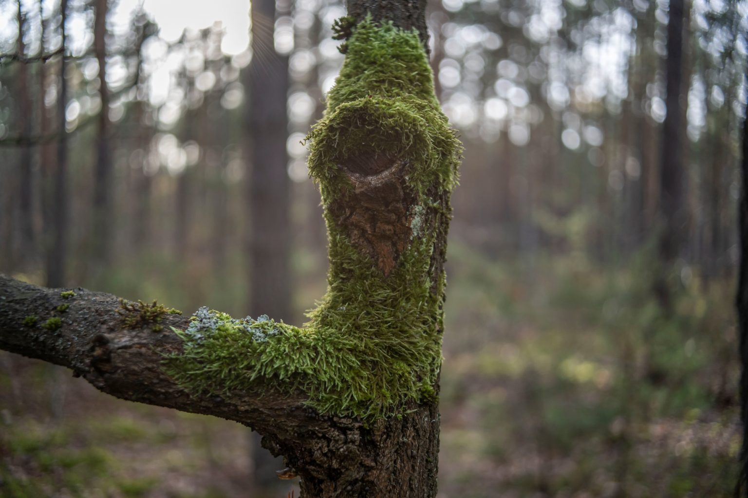 Batch TTArtisan AF 23mm F1.8 ED Nikon Z9 Dsc 1795 Batch TTArtisan AF 23mm F1.8 ED Nikon Z9 dsc