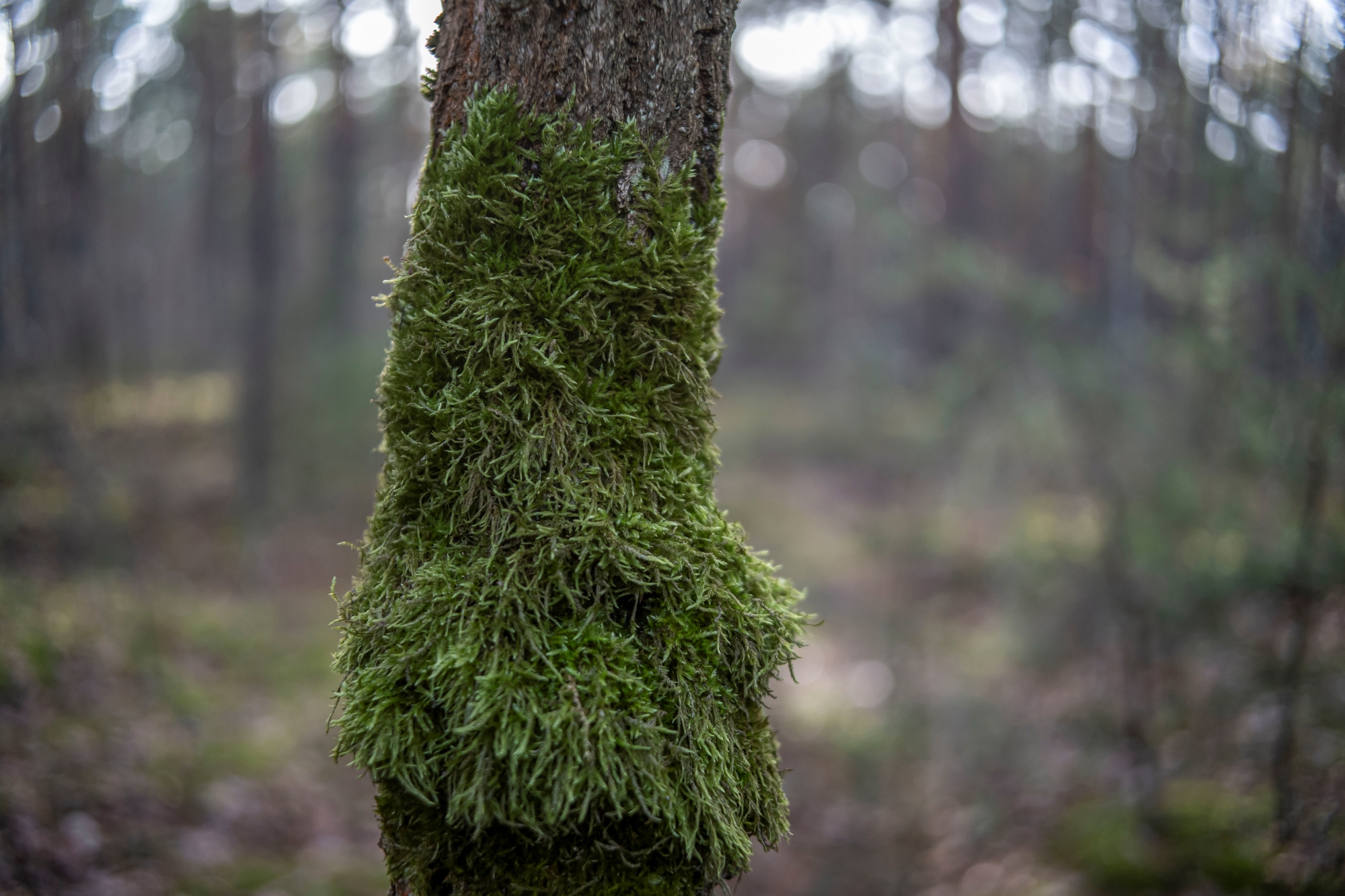 ttartisan-af-23mm-f18-nikon-z9-test 4