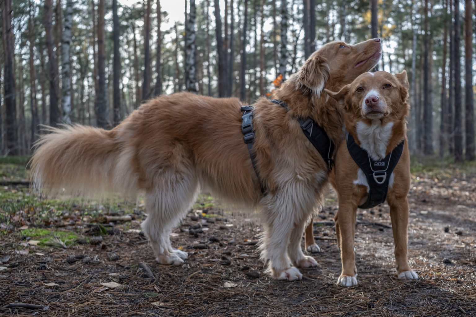 Batch TTArtisan AF 23mm F1.8 ED Nikon Z9 Dsc 1913 Batch TTArtisan AF 23mm F1.8 ED Nikon Z9 dsc