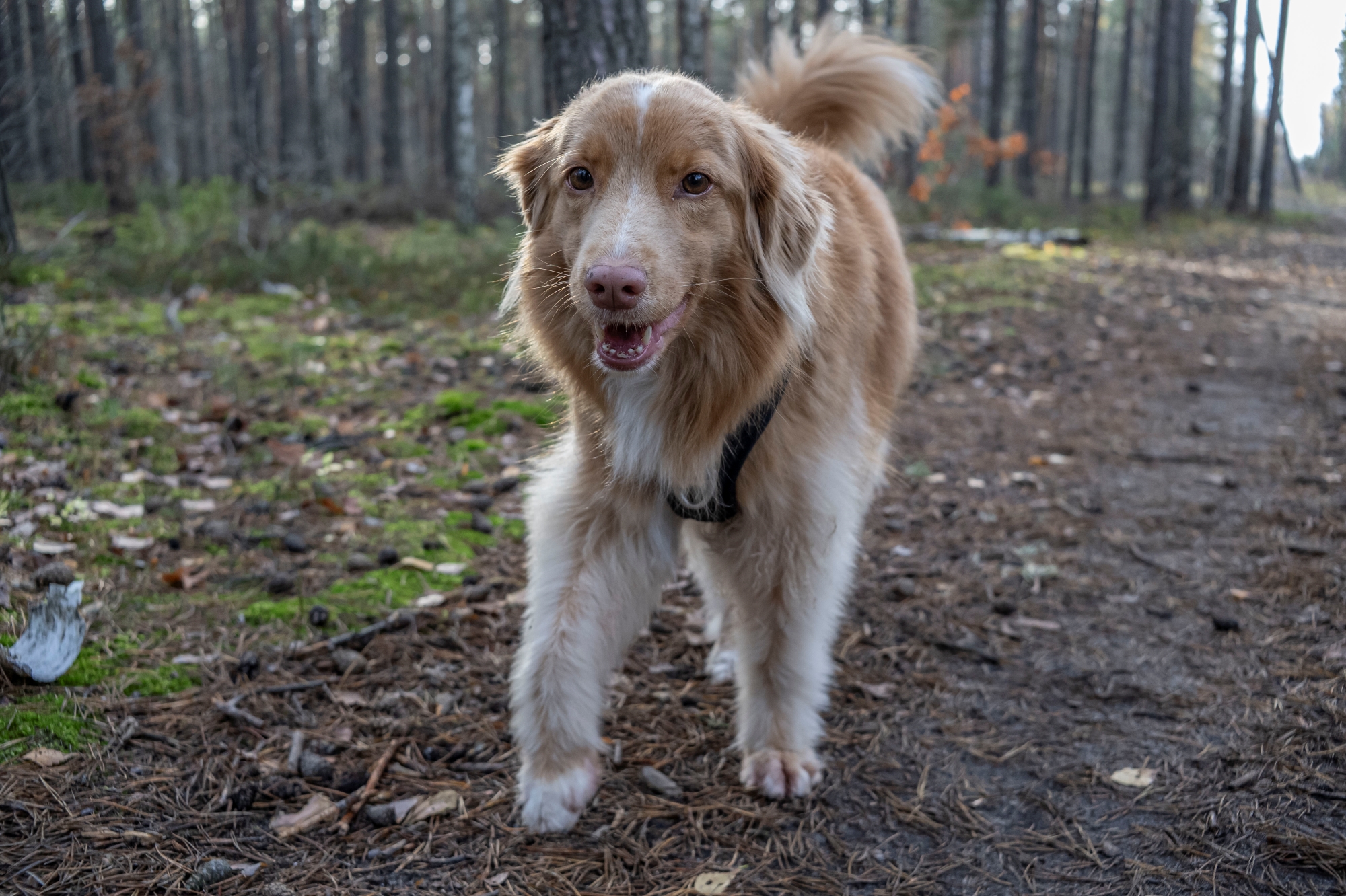 ttartisan-af-23mm-f18-nikon-z9-test 6