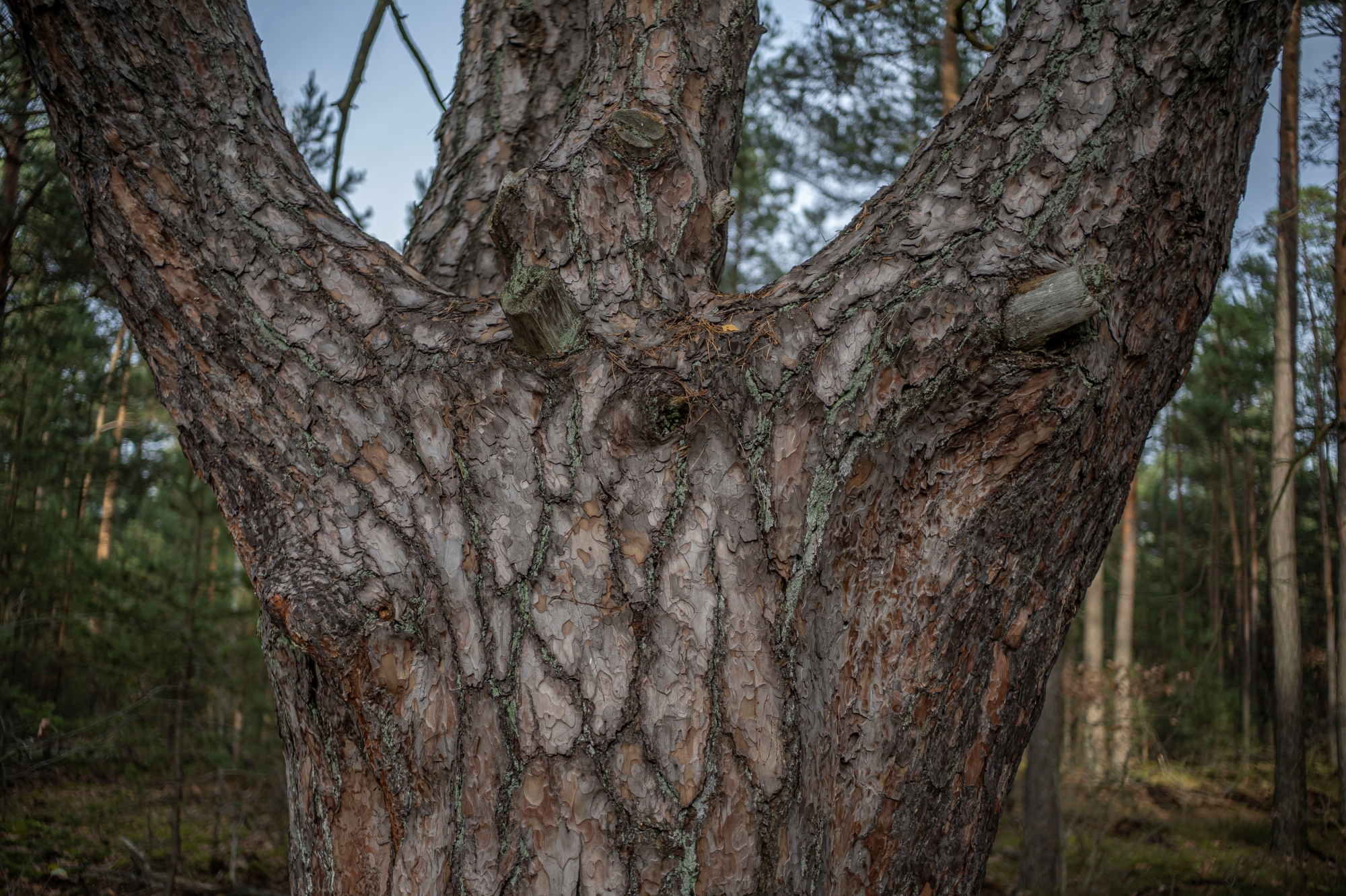 ttartisan-af-23mm-f18-nikon-z9-test 7