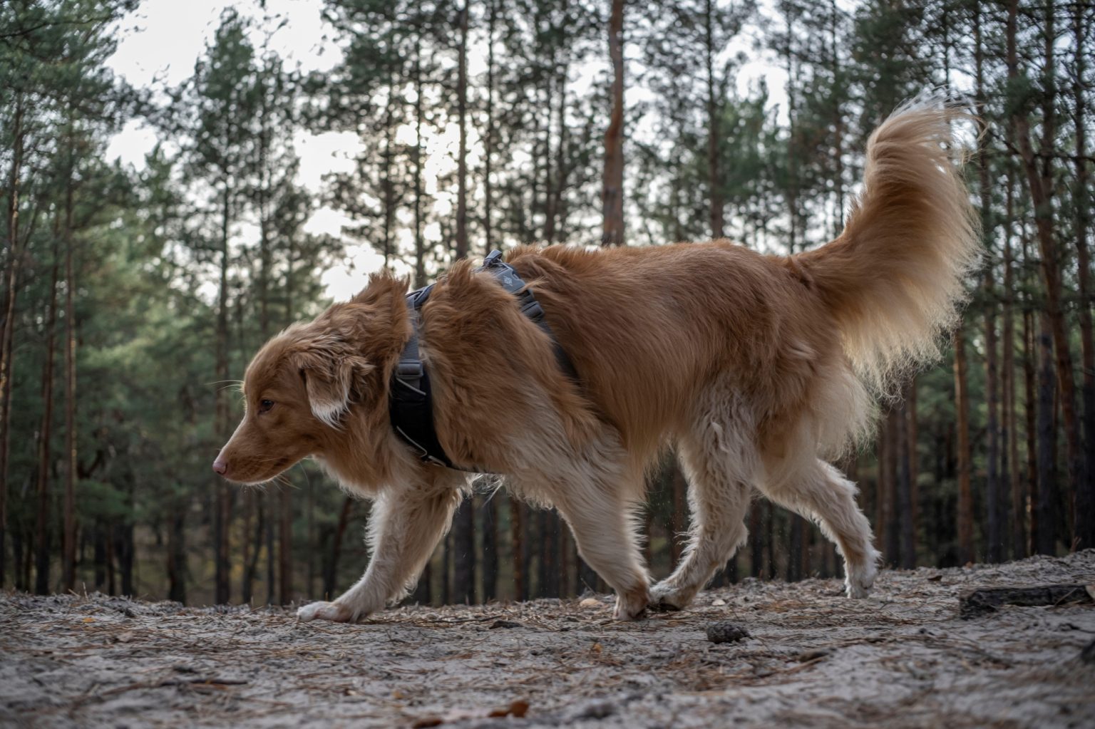 Batch TTArtisan AF 23mm F1.8 ED Nikon Z9 Dsc 2111 Batch TTArtisan AF 23mm F1.8 ED Nikon Z9 dsc