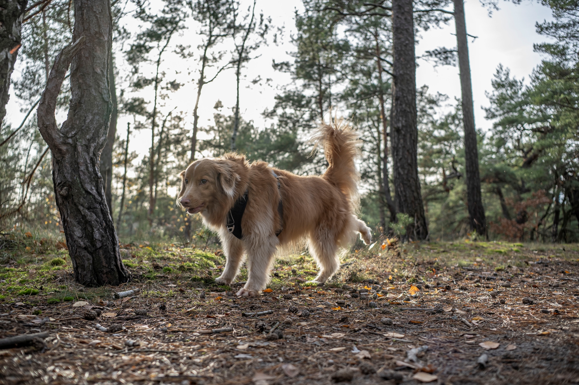 ttartisan-af-23mm-f18-nikon-z9-test 8