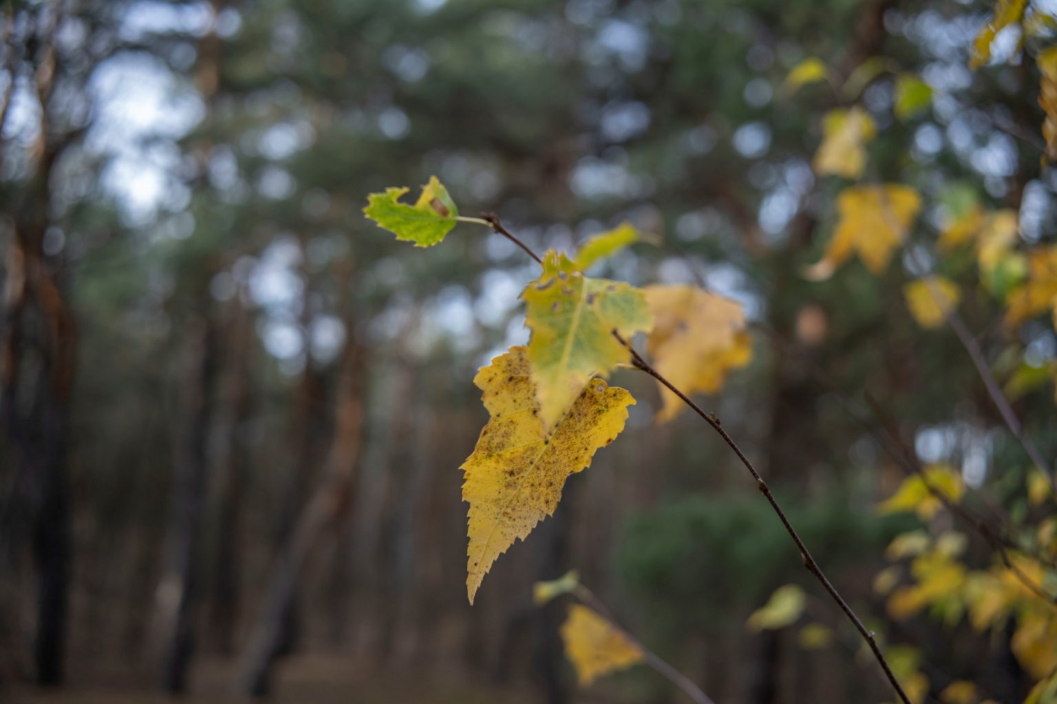 Batch TTArtisan AF 23mm F1.8 ED Nikon Z9 Dsc 2239 Batch TTArtisan AF 23mm F1.8 ED Nikon Z9 dsc
