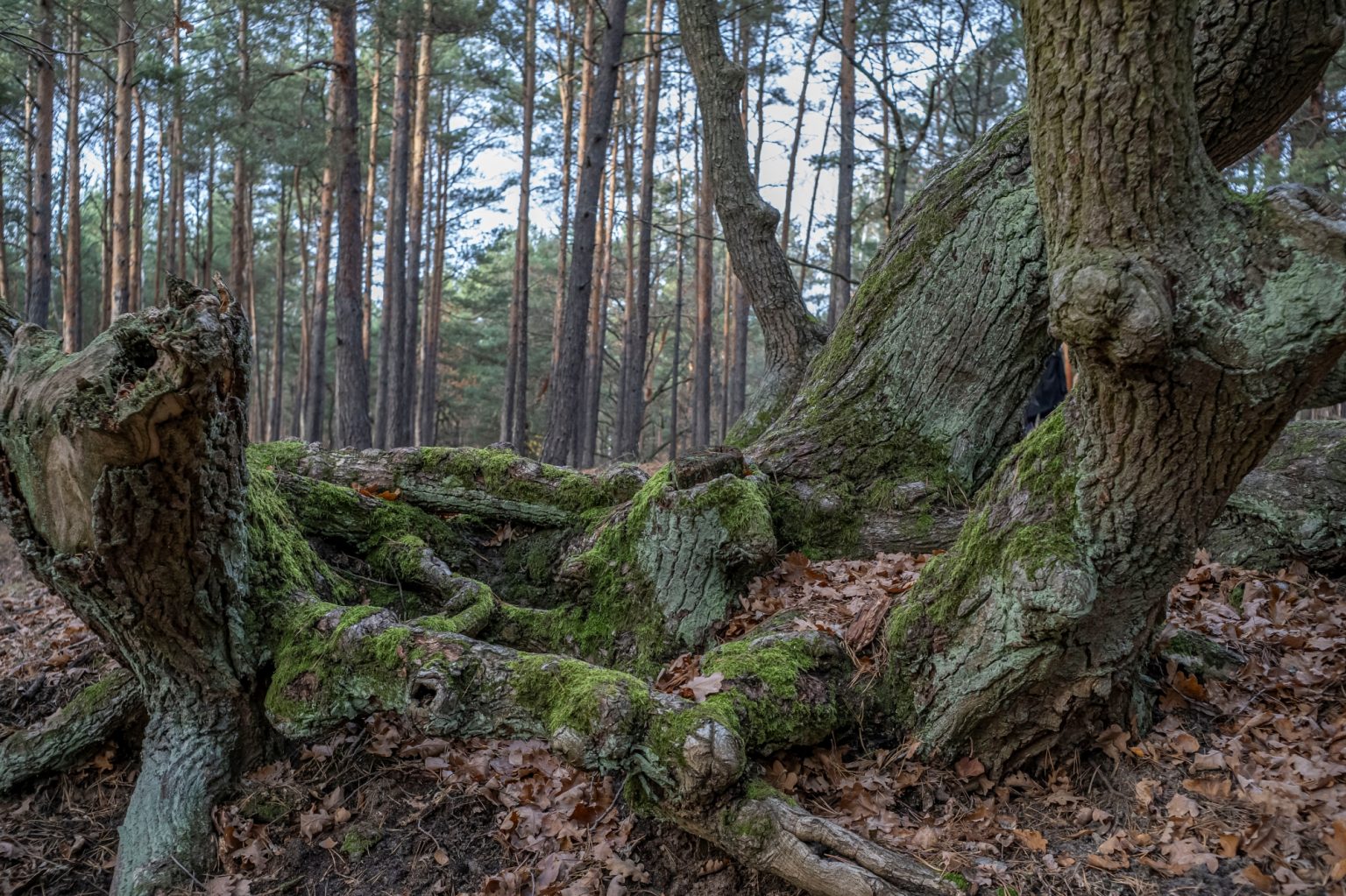 Batch TTArtisan AF 23mm F1.8 ED Nikon Z9 Dsc 2268 Batch TTArtisan AF 23mm F1.8 ED Nikon Z9 dsc