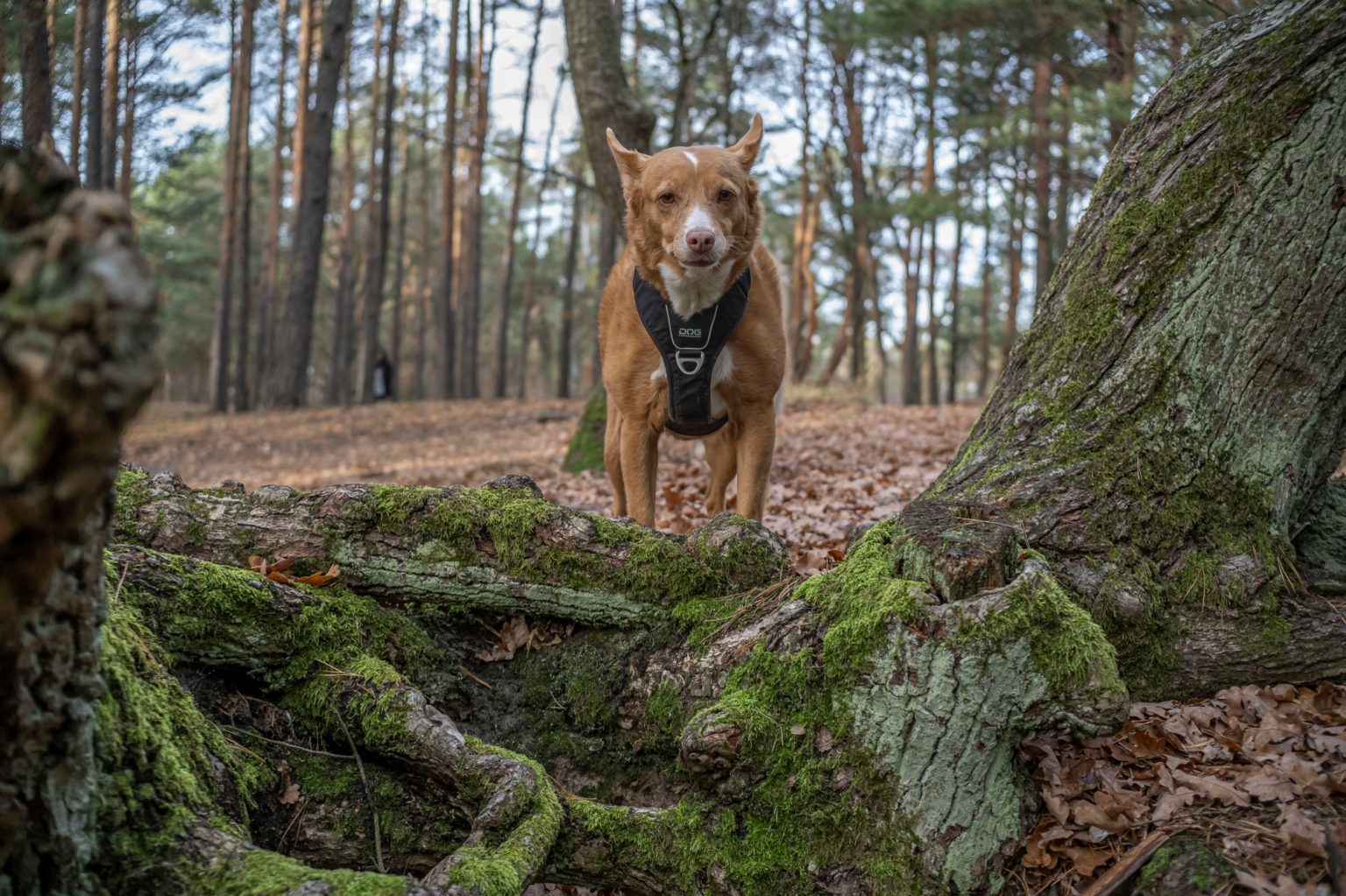 Batch TTArtisan AF 23mm F1.8 ED Nikon Z9 Dsc 2274 Batch TTArtisan AF 23mm F1.8 ED Nikon Z9 dsc