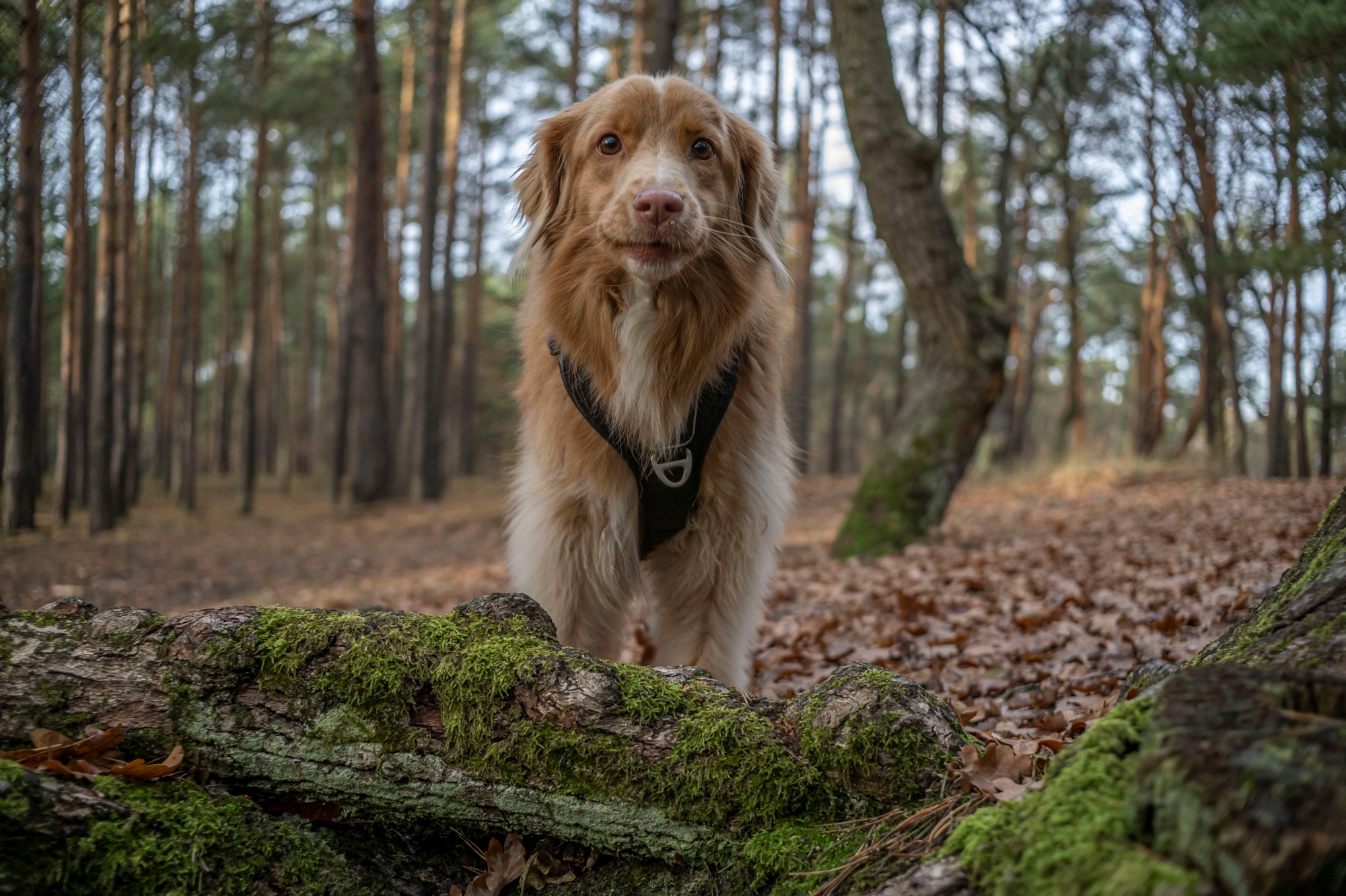 ttartisan-af-23mm-f18-nikon-z9-test 10