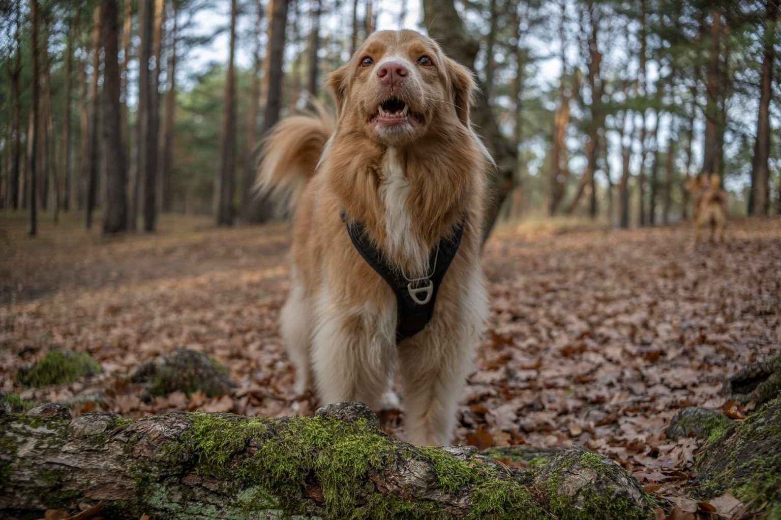 Batch TTArtisan AF 23mm F1.8 ED Nikon Z9 Dsc 2335 Batch TTArtisan AF 23mm F1.8 ED Nikon Z9 dsc