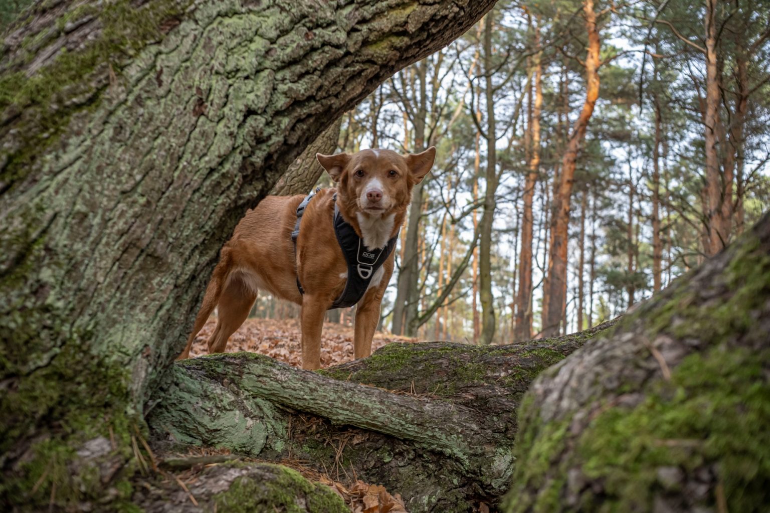 Batch TTArtisan AF 23mm F1.8 ED Nikon Z9 Dsc 2378 Batch TTArtisan AF 23mm F1.8 ED Nikon Z9 dsc