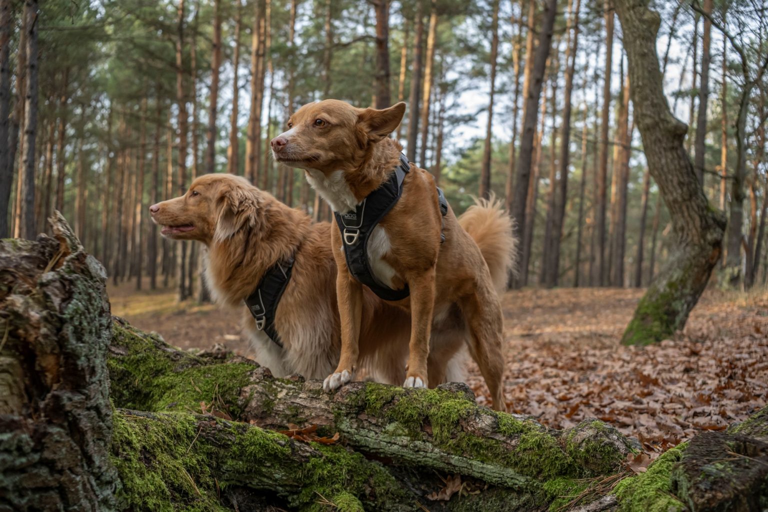 Batch TTArtisan AF 23mm F1.8 ED Nikon Z9 Dsc 2393 Batch TTArtisan AF 23mm F1.8 ED Nikon Z9 dsc