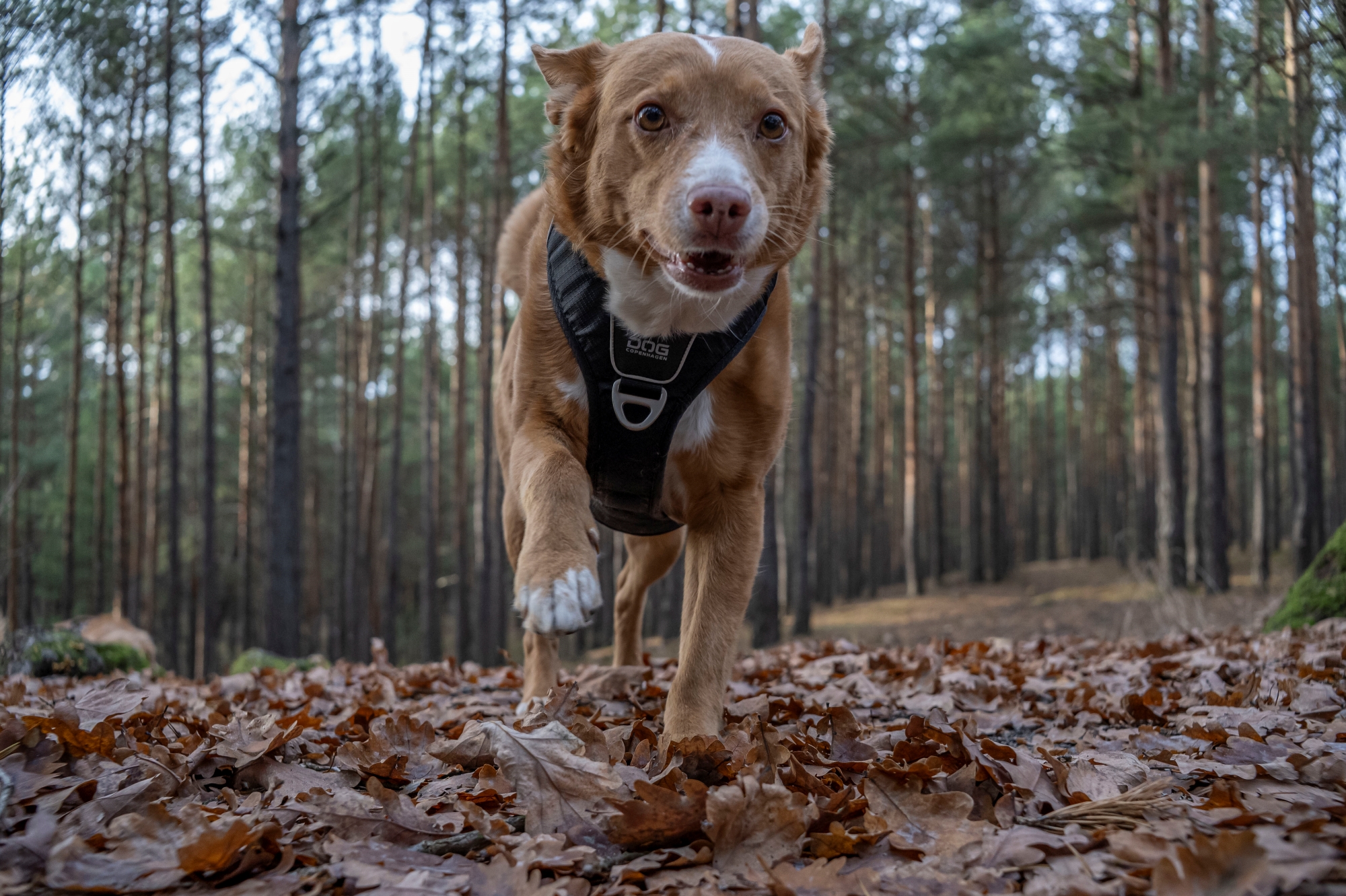 ttartisan-af-23mm-f18-nikon-z9-test 2