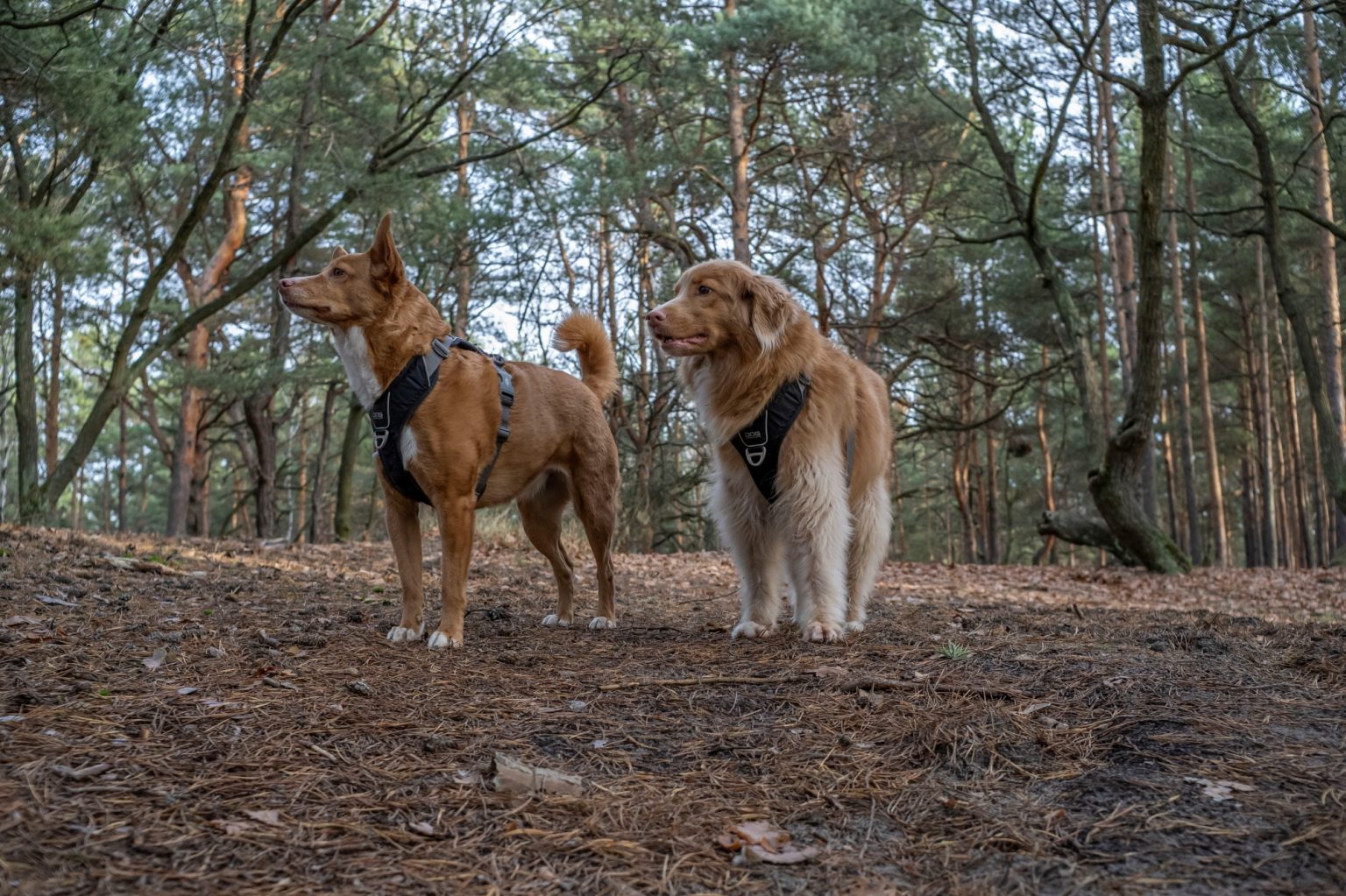 Batch TTArtisan AF 23mm F1.8 ED Nikon Z9 Dsc 2468 Batch TTArtisan AF 23mm F1.8 ED Nikon Z9 dsc