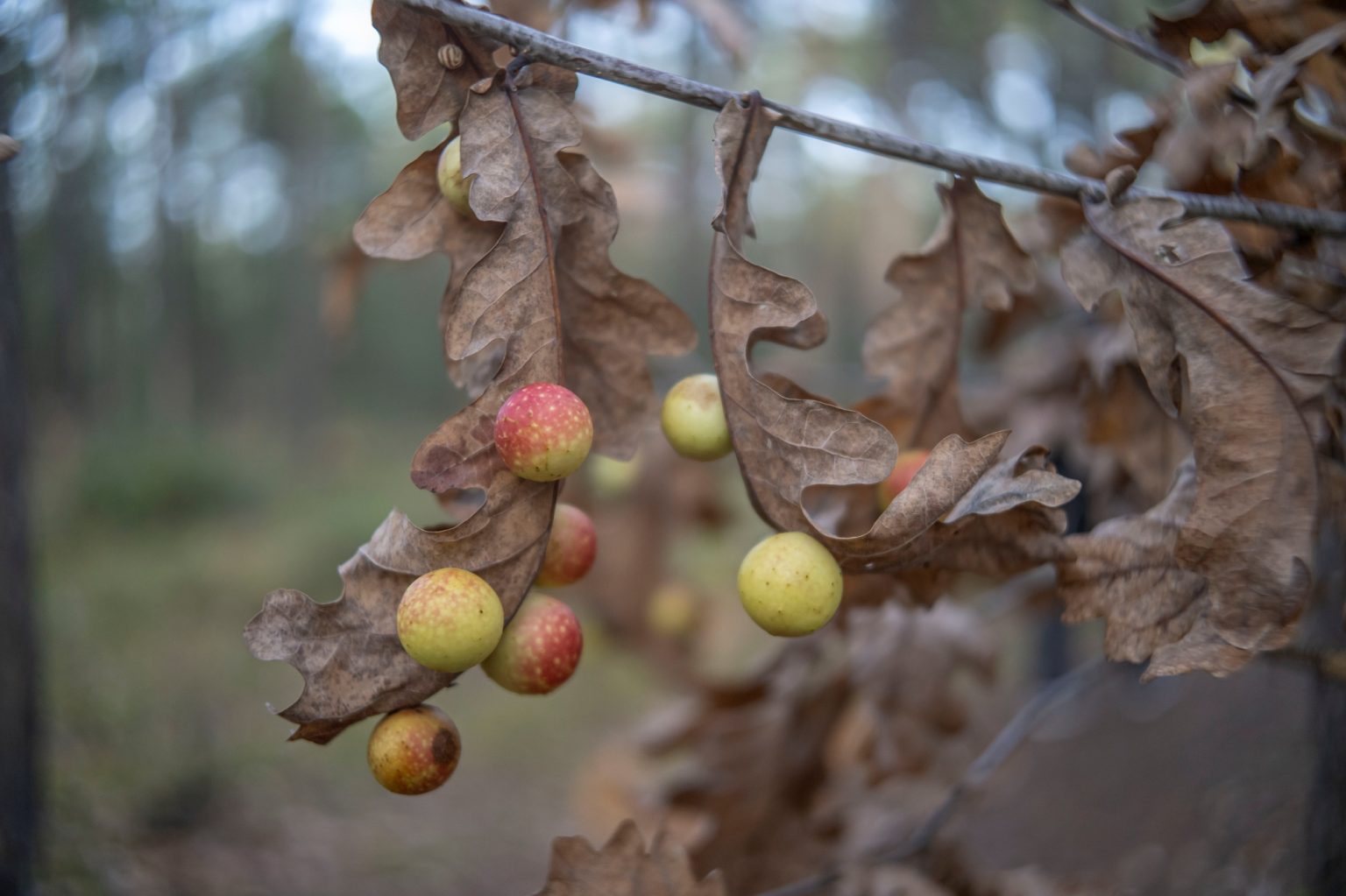 Batch TTArtisan AF 23mm F1.8 ED Nikon Z9 Dsc 2499 Batch TTArtisan AF 23mm F1.8 ED Nikon Z9 dsc