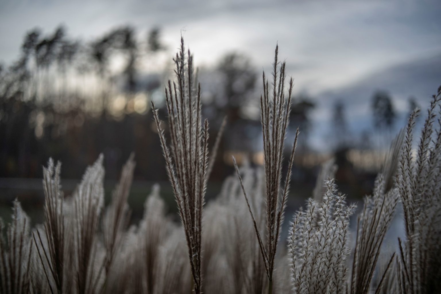 Batch TTArtisan AF 23mm F1.8 ED Nikon Z9 Dsc 2537 Batch TTArtisan AF 23mm F1.8 ED Nikon Z9 dsc
