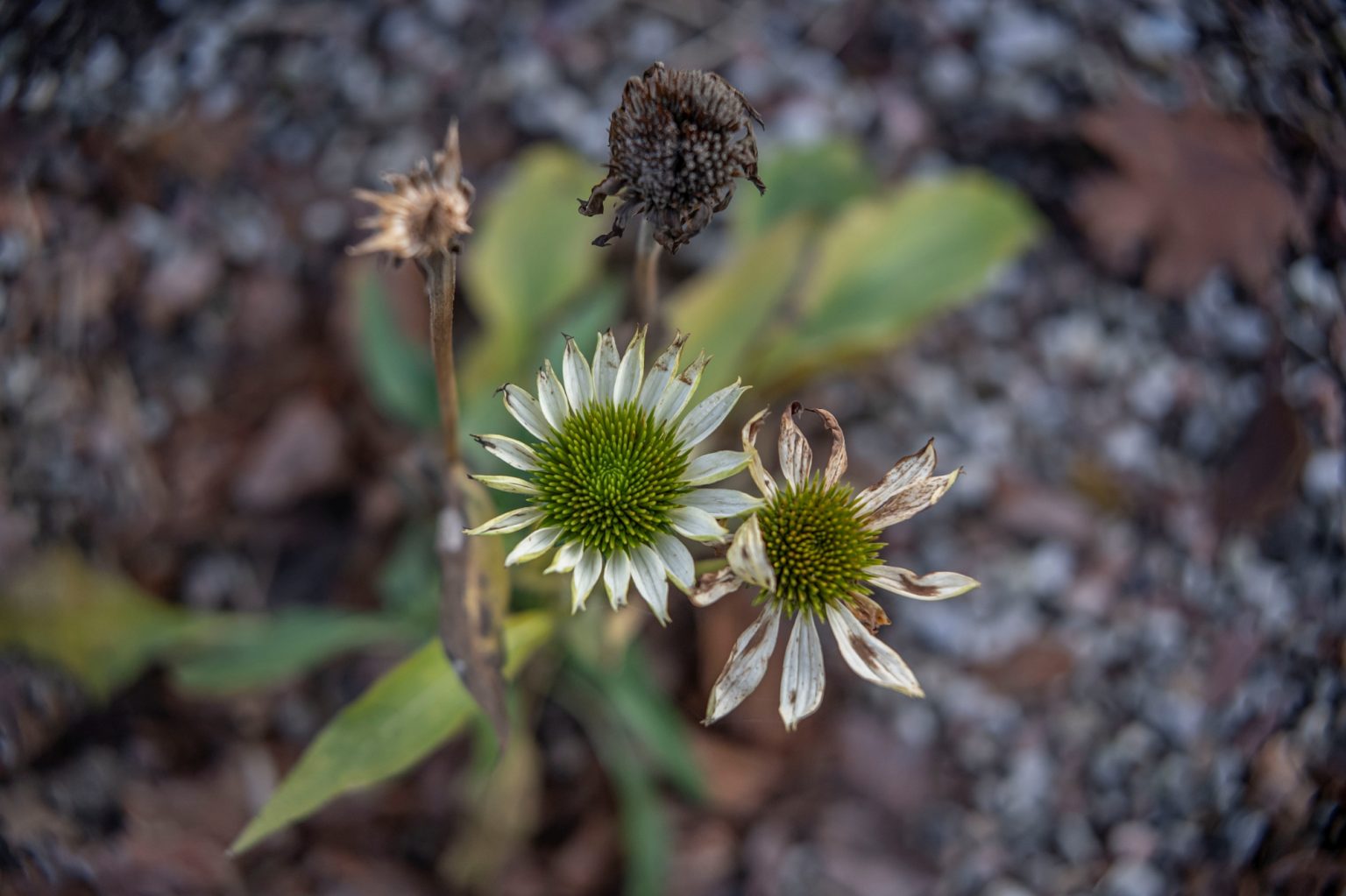 Batch TTArtisan AF 23mm F1.8 ED Nikon Z9 Dsc 2558 Batch TTArtisan AF 23mm F1.8 ED Nikon Z9 dsc