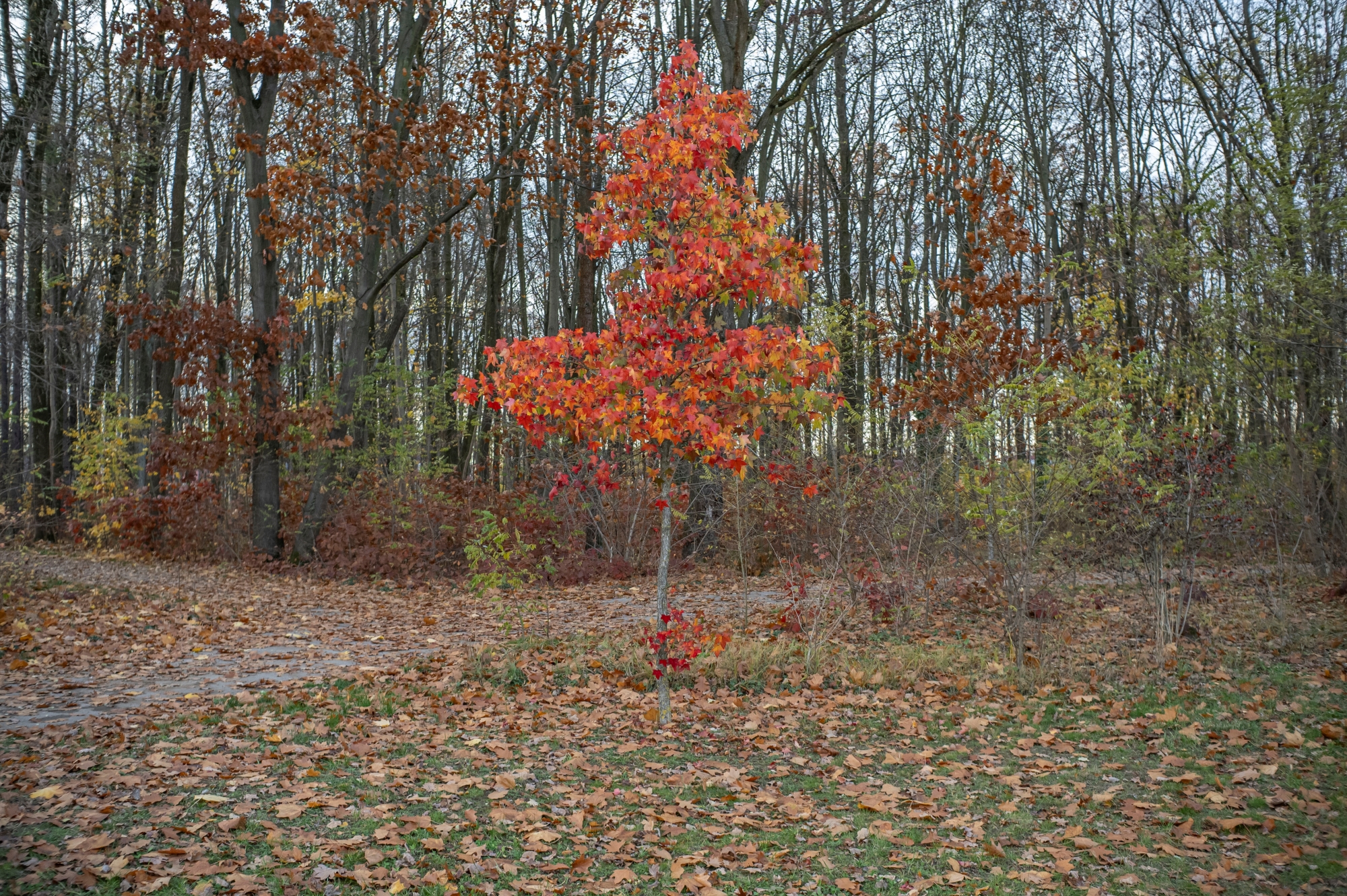 ttartisan-af-23mm-f18-nikon-z9-test 9