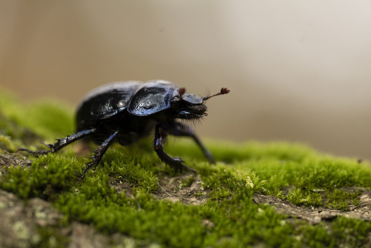 Galeria wybranych zdjęć od InterFoto.eu Galeria wybranych zdjęć od InterFoto.eu