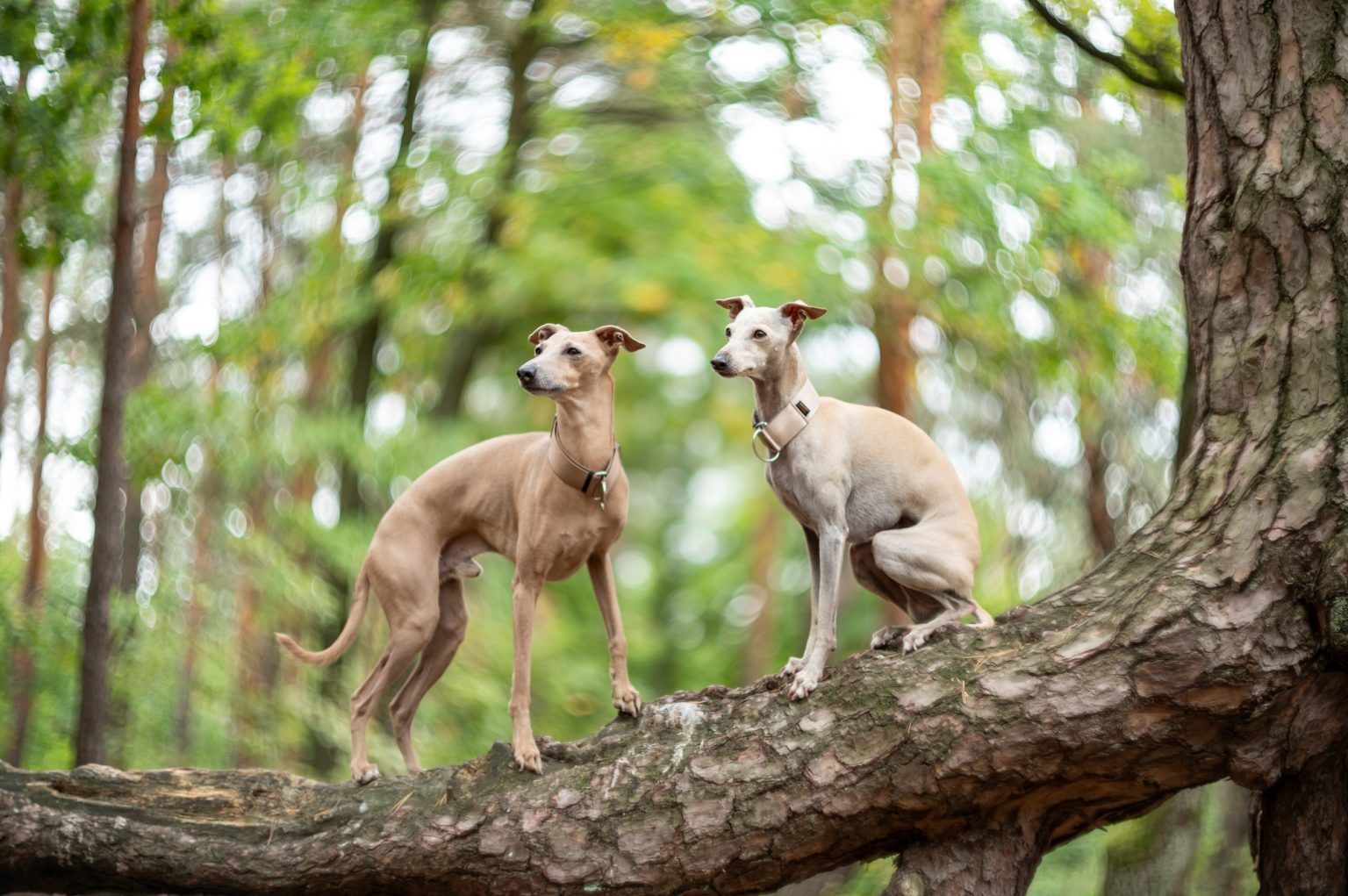 Galeria wybranych zdjęć od InterFoto.eu Galeria wybranych zdjęć od InterFoto.eu