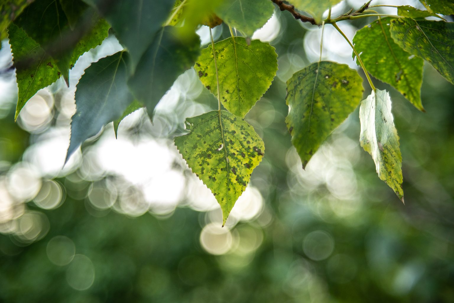 Galeria wybranych zdjęć od InterFoto.eu Galeria wybranych zdjęć od InterFoto.eu