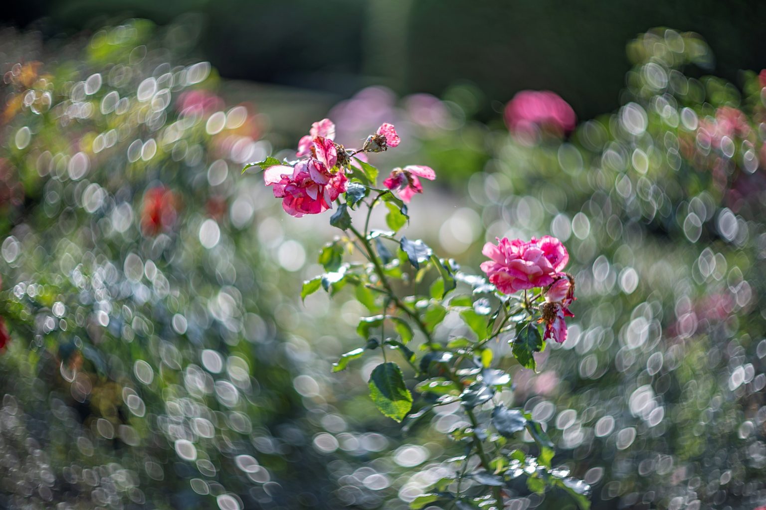 Galeria wybranych zdjęć od InterFoto.eu Galeria wybranych zdjęć od InterFoto.eu