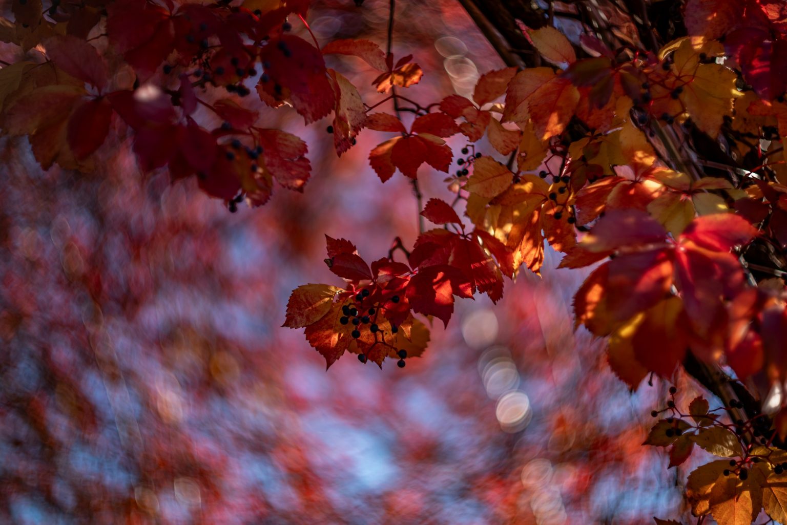 Galeria wybranych zdjęć od InterFoto.eu Galeria wybranych zdjęć od InterFoto.eu