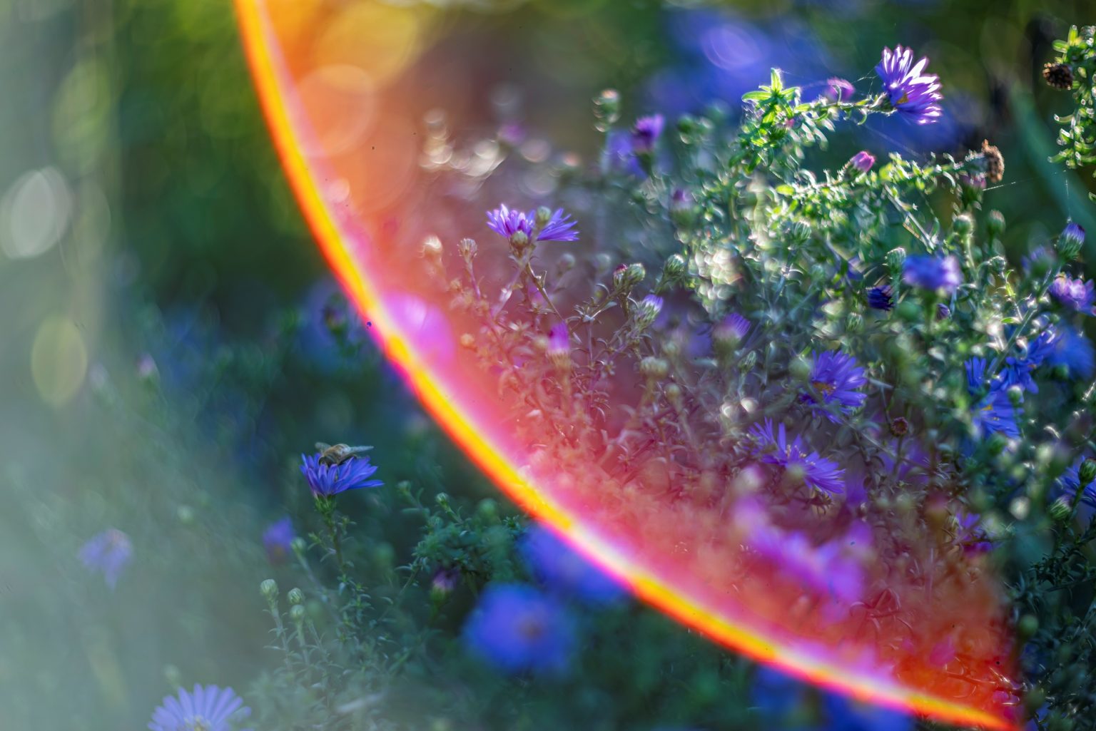 Galeria wybranych zdjęć od InterFoto.eu Galeria wybranych zdjęć od InterFoto.eu