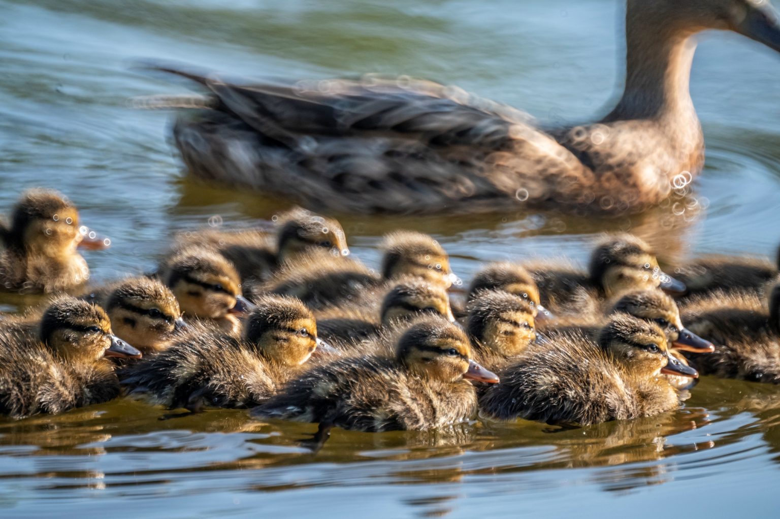 Galeria wybranych zdjęć od InterFoto.eu Galeria wybranych zdjęć od InterFoto.eu