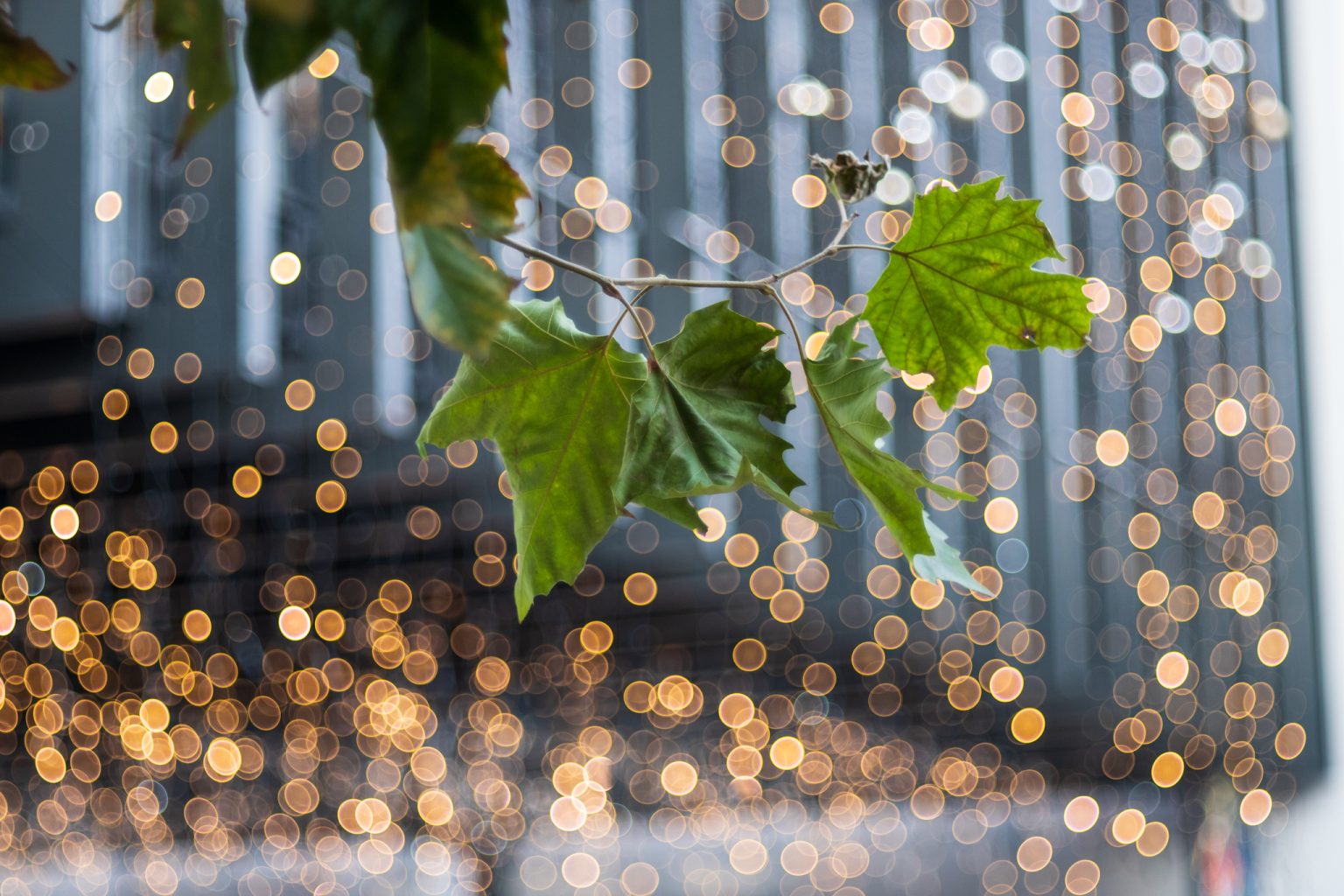 Galeria wybranych zdjęć od InterFoto.eu Galeria wybranych zdjęć od InterFoto.eu