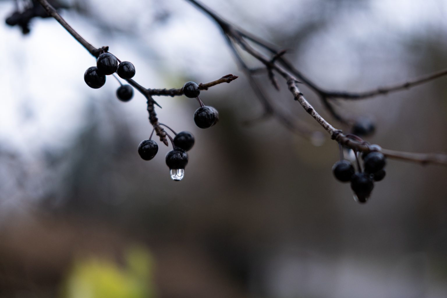 FujiFilm XF 35mm F2 R WR Fujinon 2000px