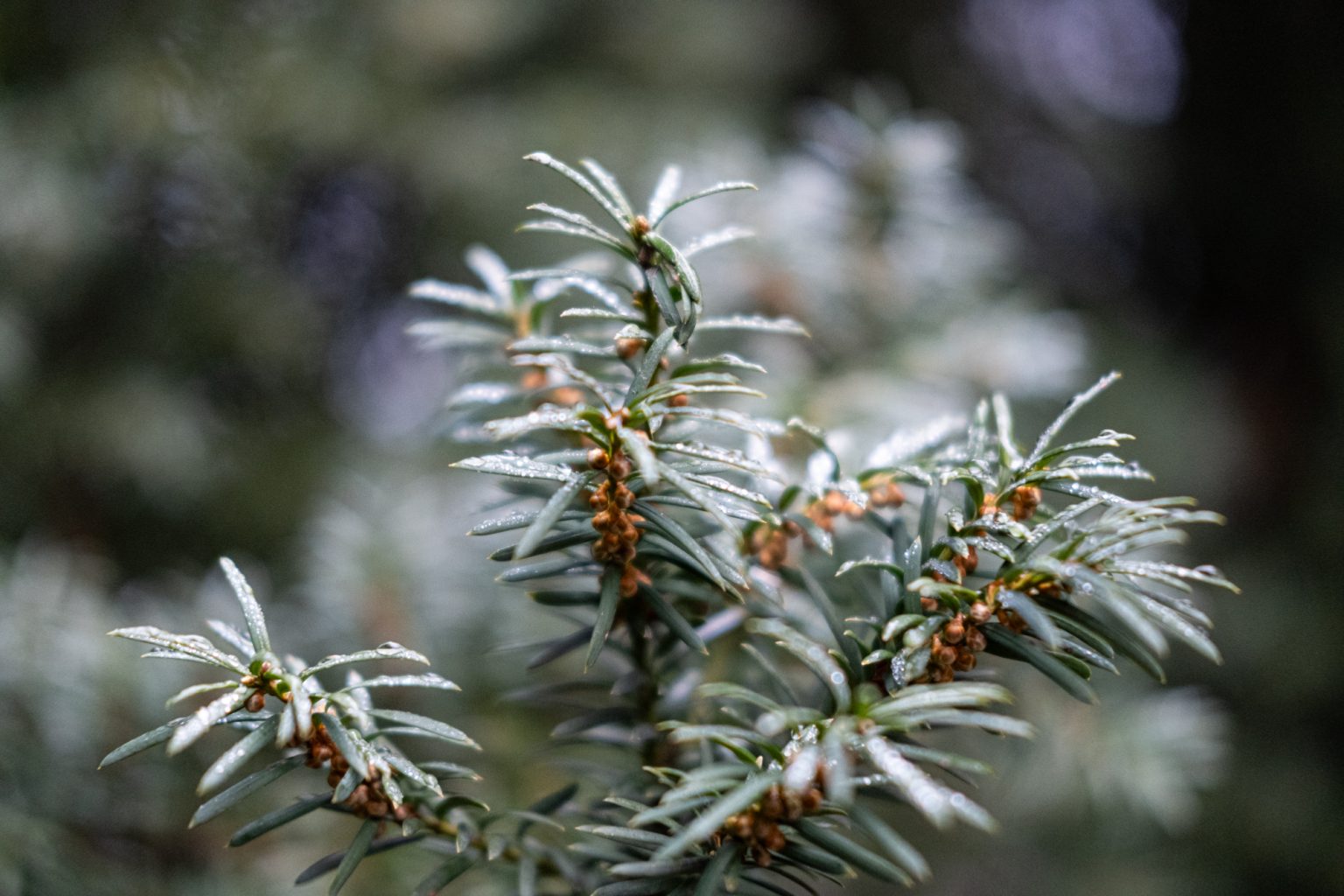 FujiFilm XF 35mm F2 R WR Fujinon 2000px