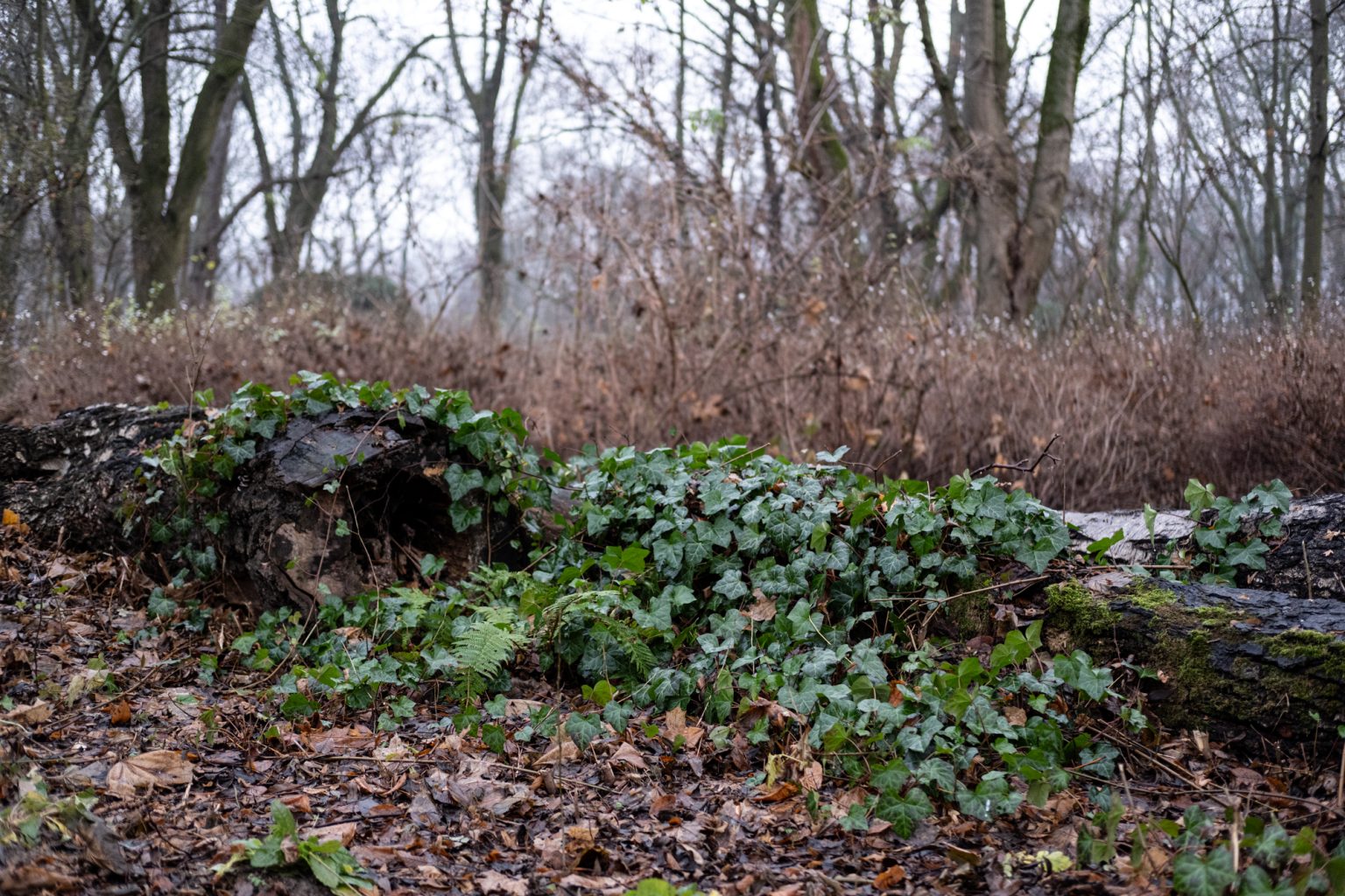 FujiFilm XF 35mm F2 R WR Fujinon 2000px