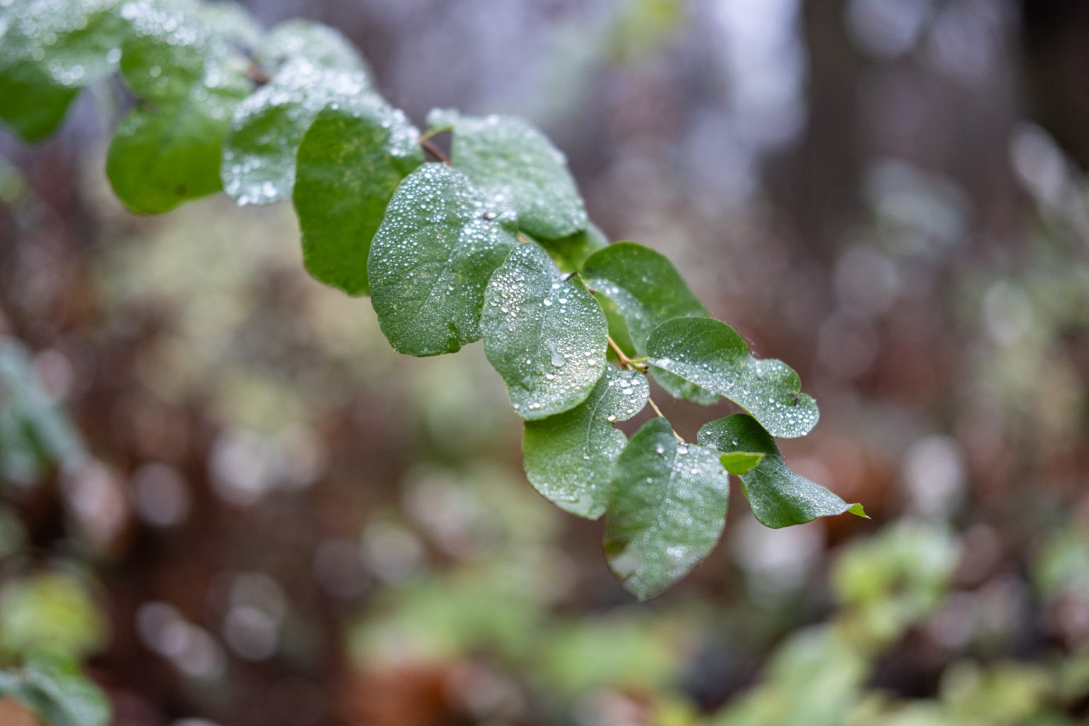 FujiFilm XF 35mm F2 R WR Fujinon 2000px