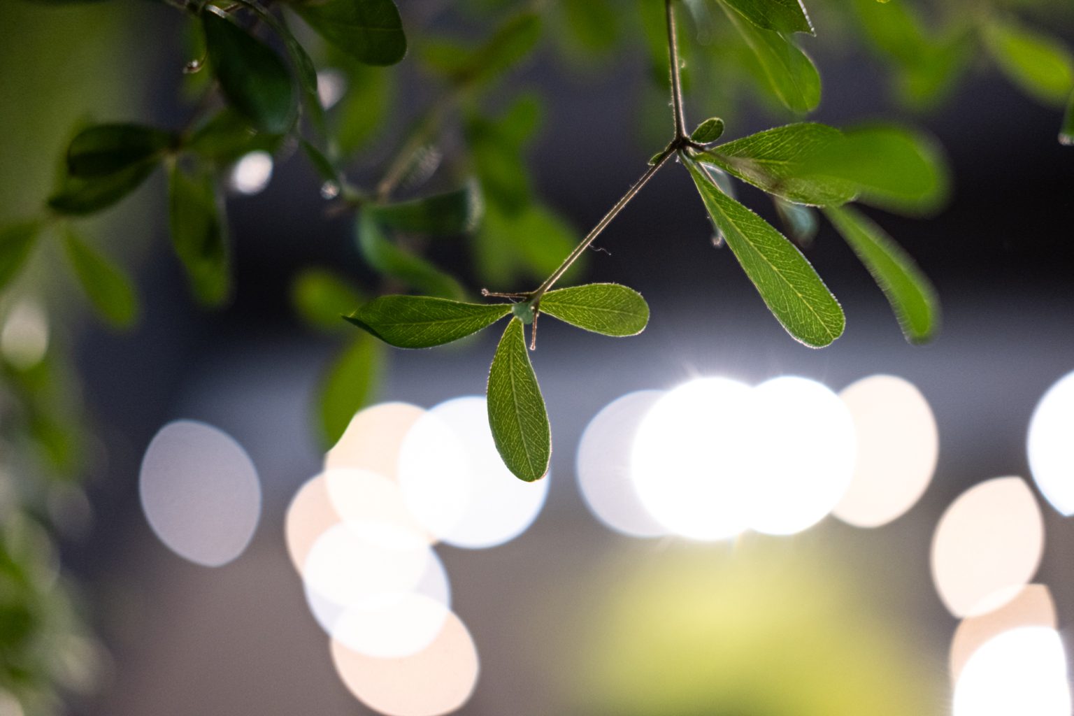 FujiFilm XF 35mm F2 R WR Fujinon 2000px