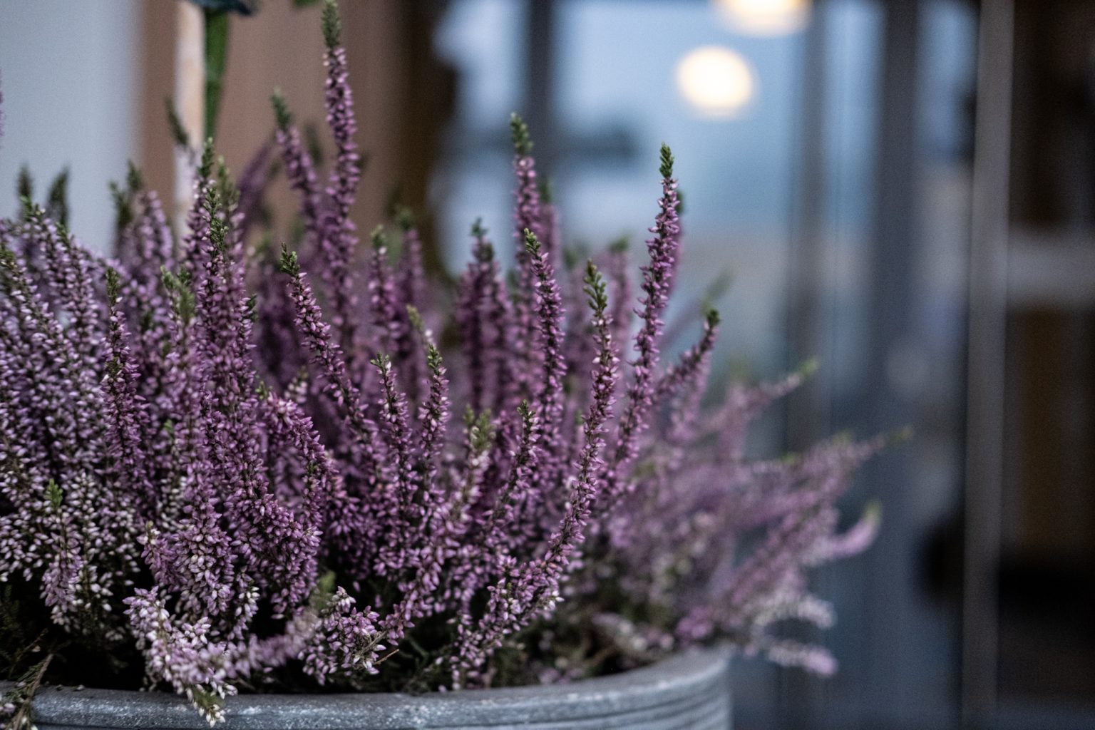 FujiFilm XF 35mm F2 R WR Fujinon 2000px