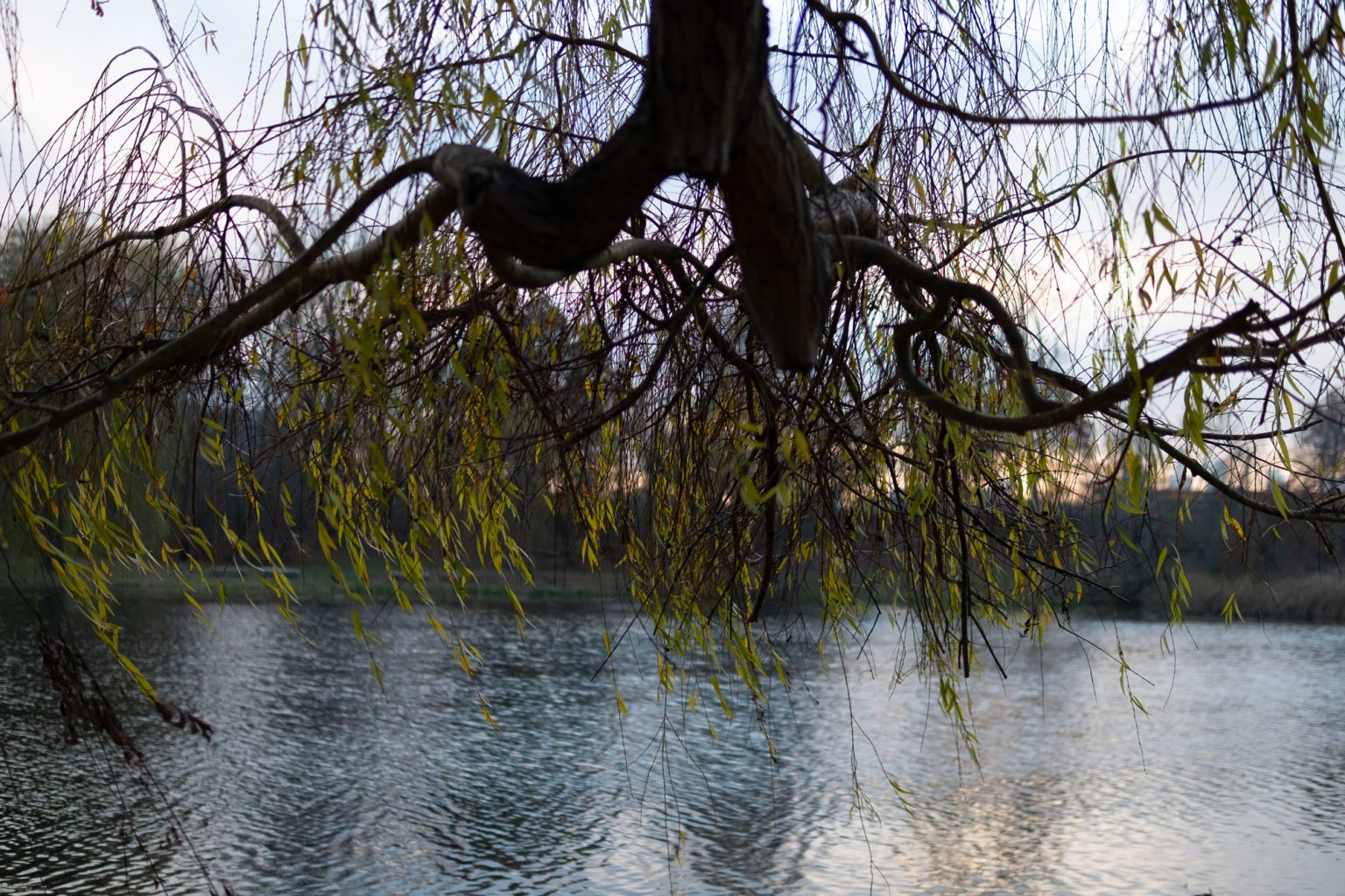 Galeria zdjęć 2000px z aparatu Fujifilm X-Pro1 i obiektywu Sigma C 30mm F1.4 DC DN Galeria zdjęć 2000px z aparatu Fujifilm X-Pro1 i obiektywu Sigma C 30mm F1.4 DC DN