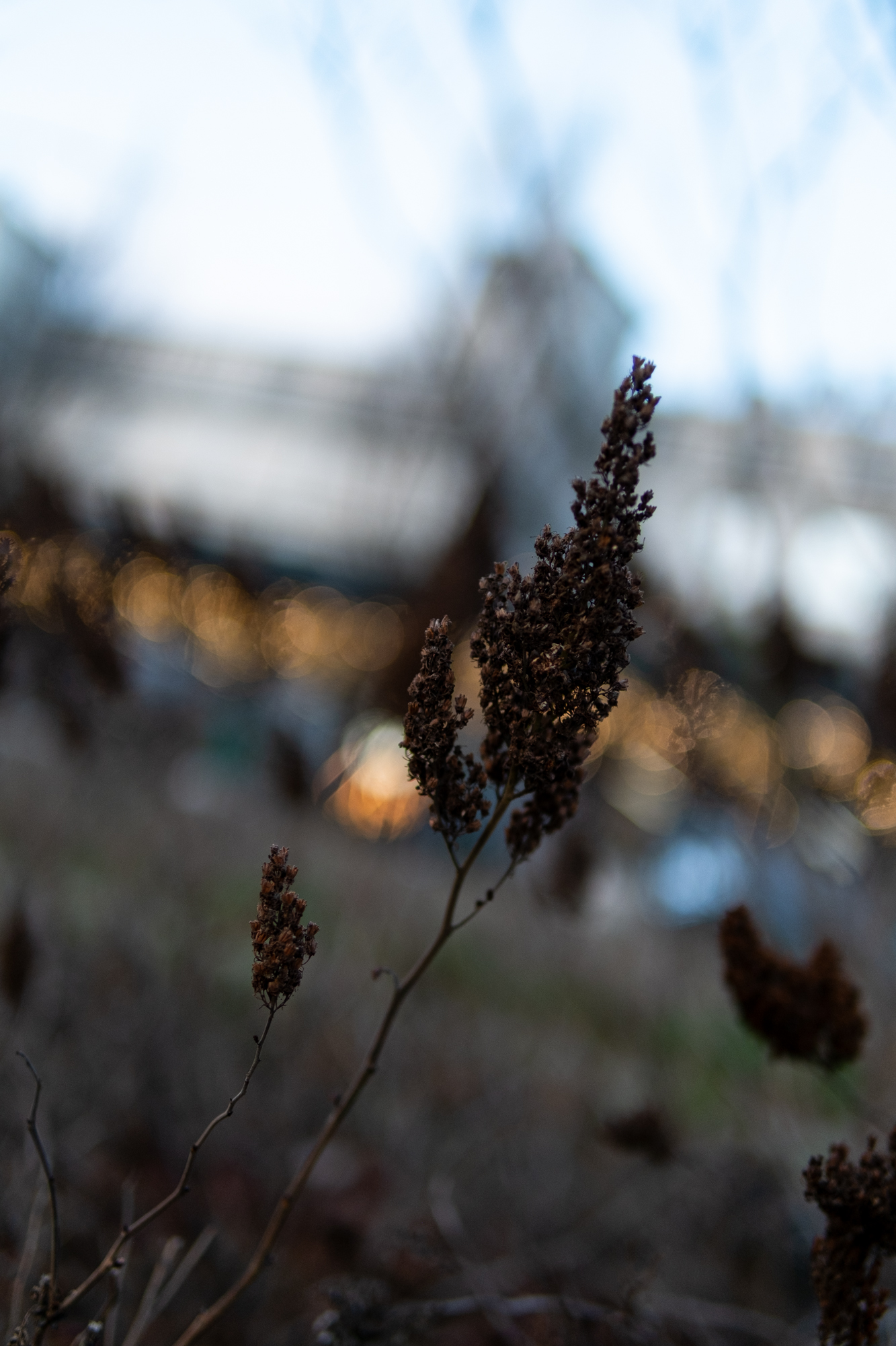 Sigma C 30mm F1.4 DC DN FujiFilm X Pro1