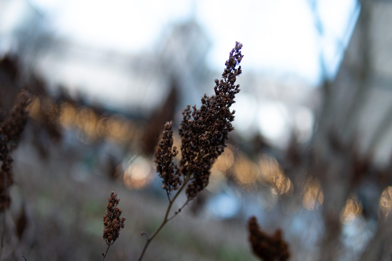 Galeria zdjęć 2000px z aparatu Fujifilm X-Pro1 i obiektywu Sigma C 30mm F1.4 DC DN Galeria zdjęć 2000px z aparatu Fujifilm X-Pro1 i obiektywu Sigma C 30mm F1.4 DC DN