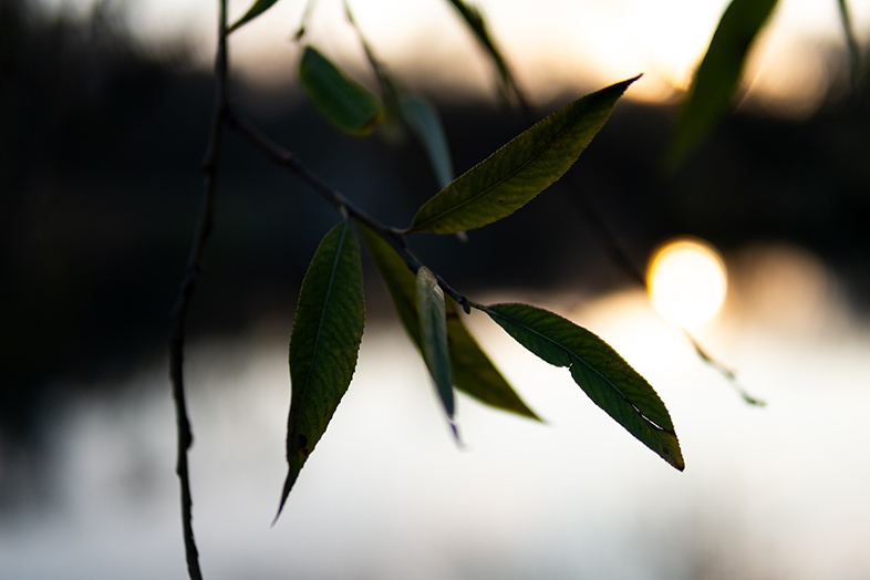 Sigma C 30mm F1.4 DC DN FujiFilm X Pro1 9 obrazek