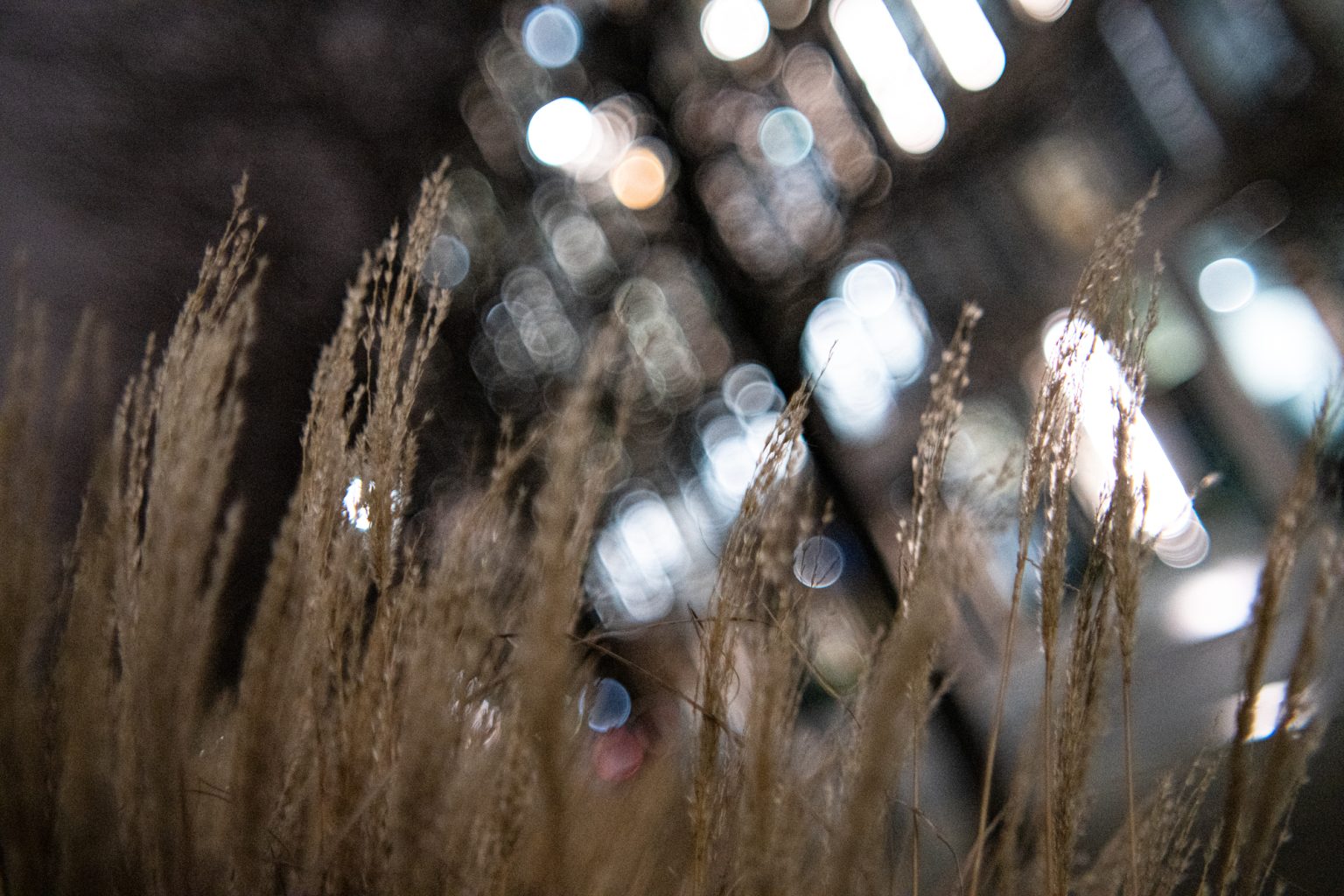 Galeria zdjęć przykładowych 2000px wykonana za pomocą obiektywu TTArtisan 50mm T2.1 Cine Soft-Bubble i aparatu Sony A7R IV