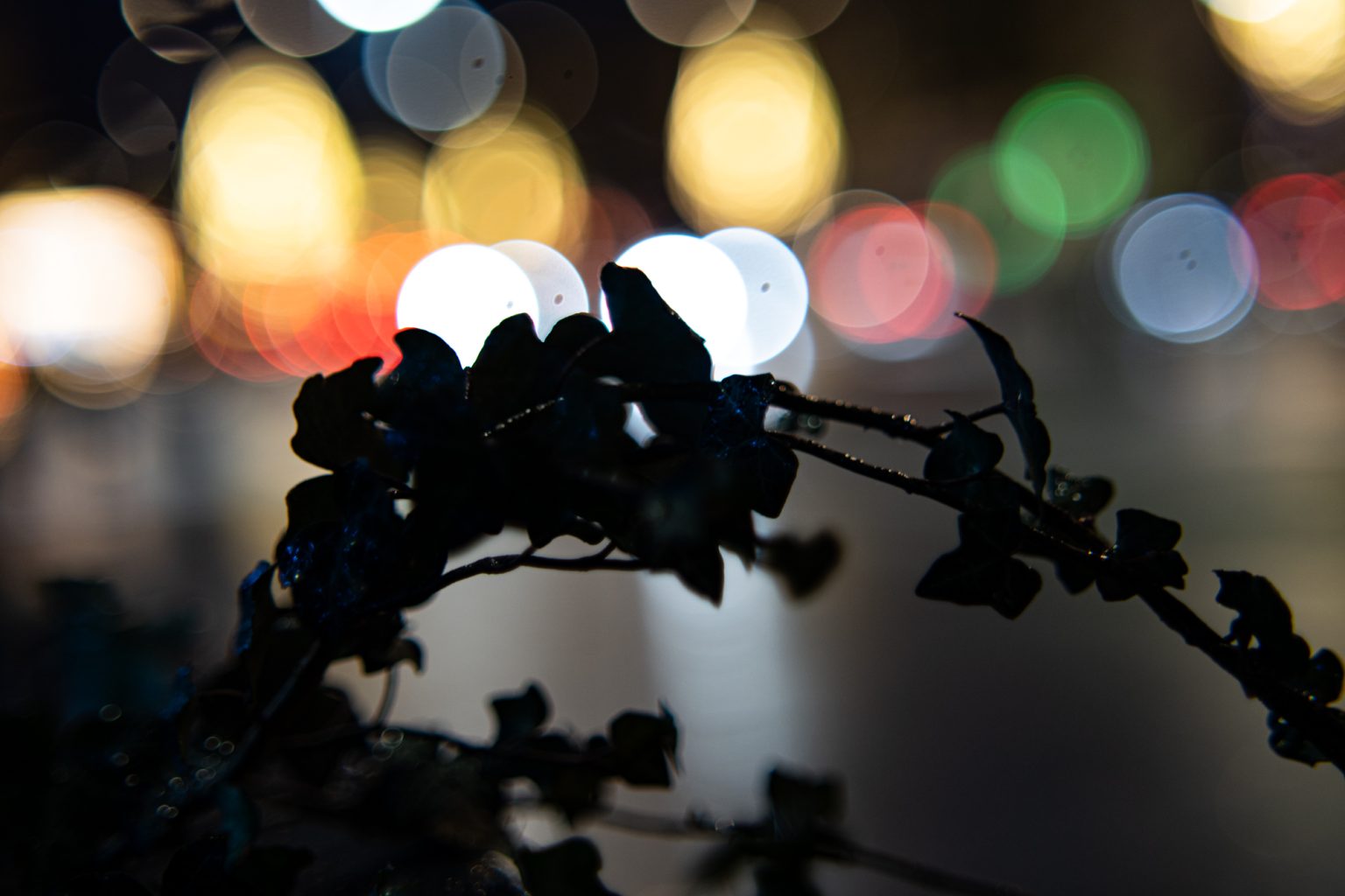 Galeria zdjęć przykładowych 2000px wykonana za pomocą obiektywu TTArtisan 50mm T2.1 Cine Soft-Bubble i aparatu Sony A7R IV