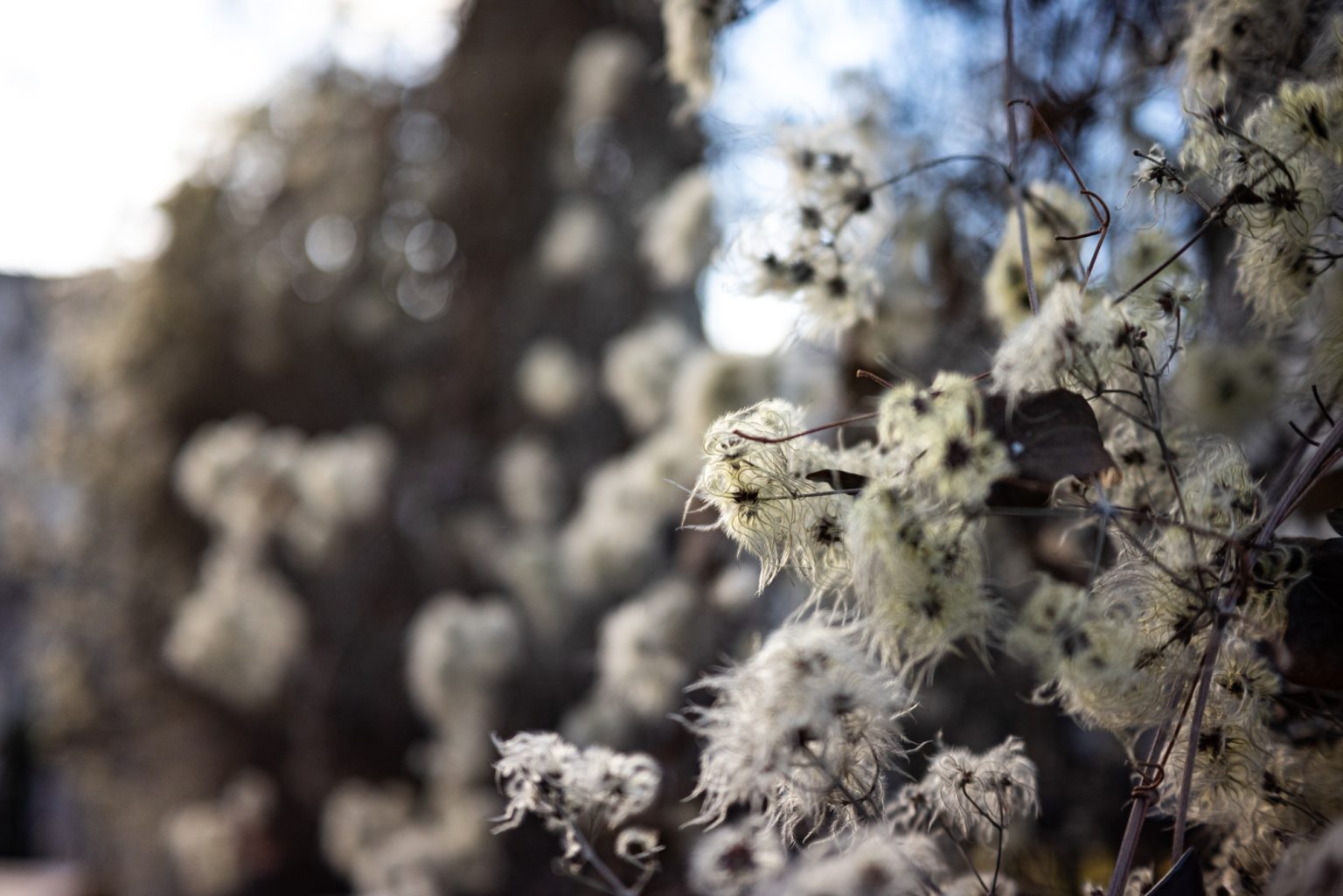 Galeria zdjęć przykładowych 2000px wykonana za pomocą obiektywu TTArtisan AF 40mm F2 ED ASPH i aparatu Nikon Z5 Galeria zdjęć przykładowych 2000px wykonana za pomocą obiektywu TTArtisan AF 40mm F2 ED ASPH i aparatu Nikon Z5